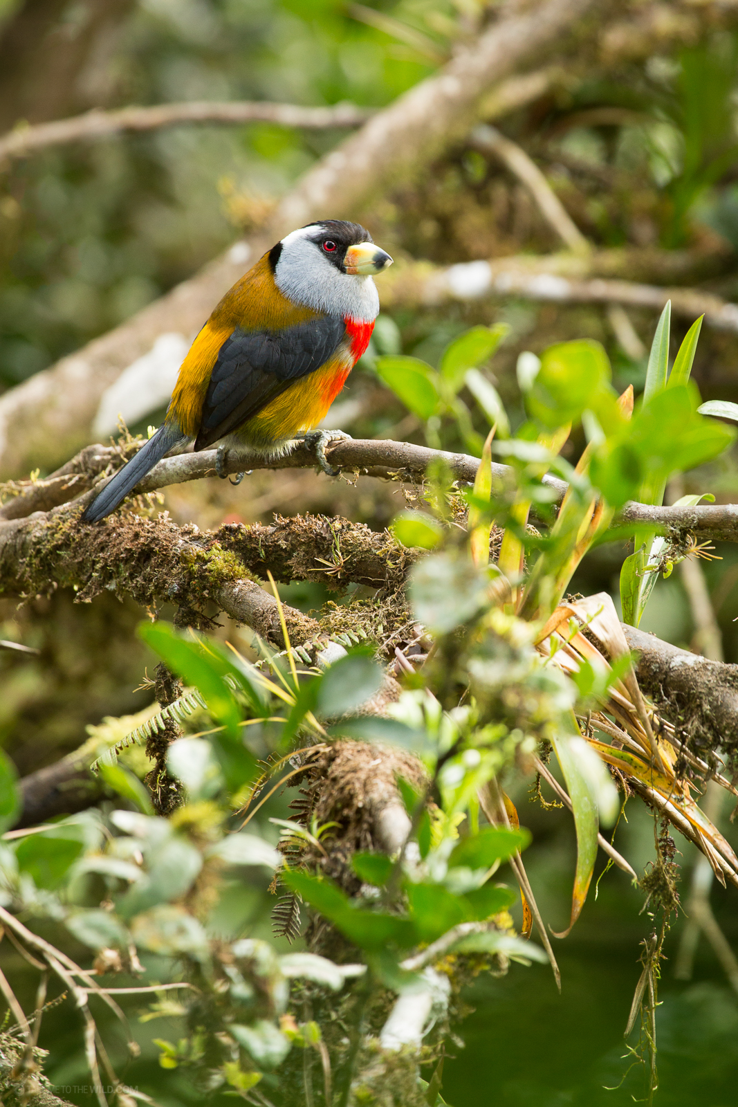 Toucan Barbet