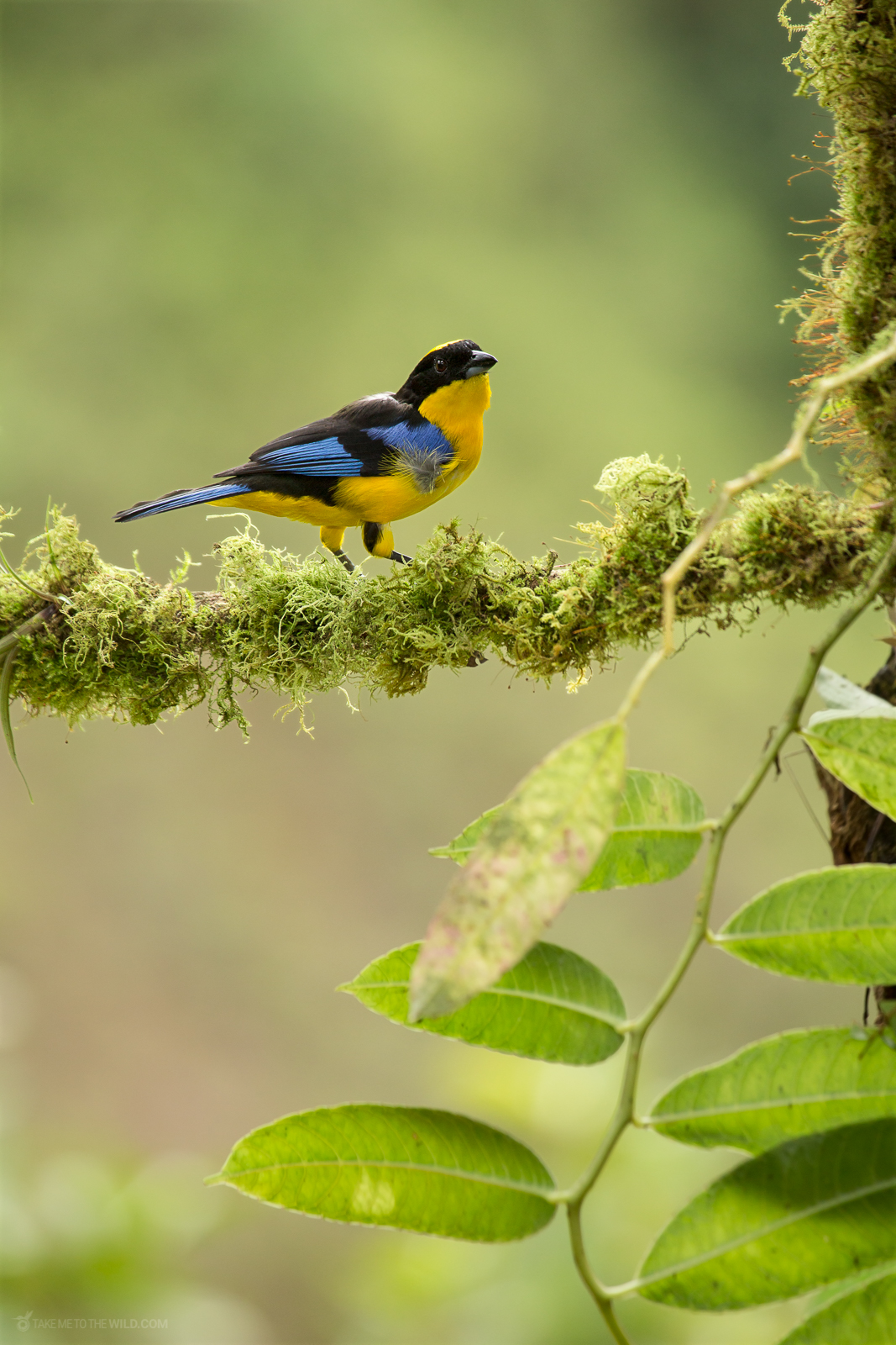 Blue-winged Mountain Tanager