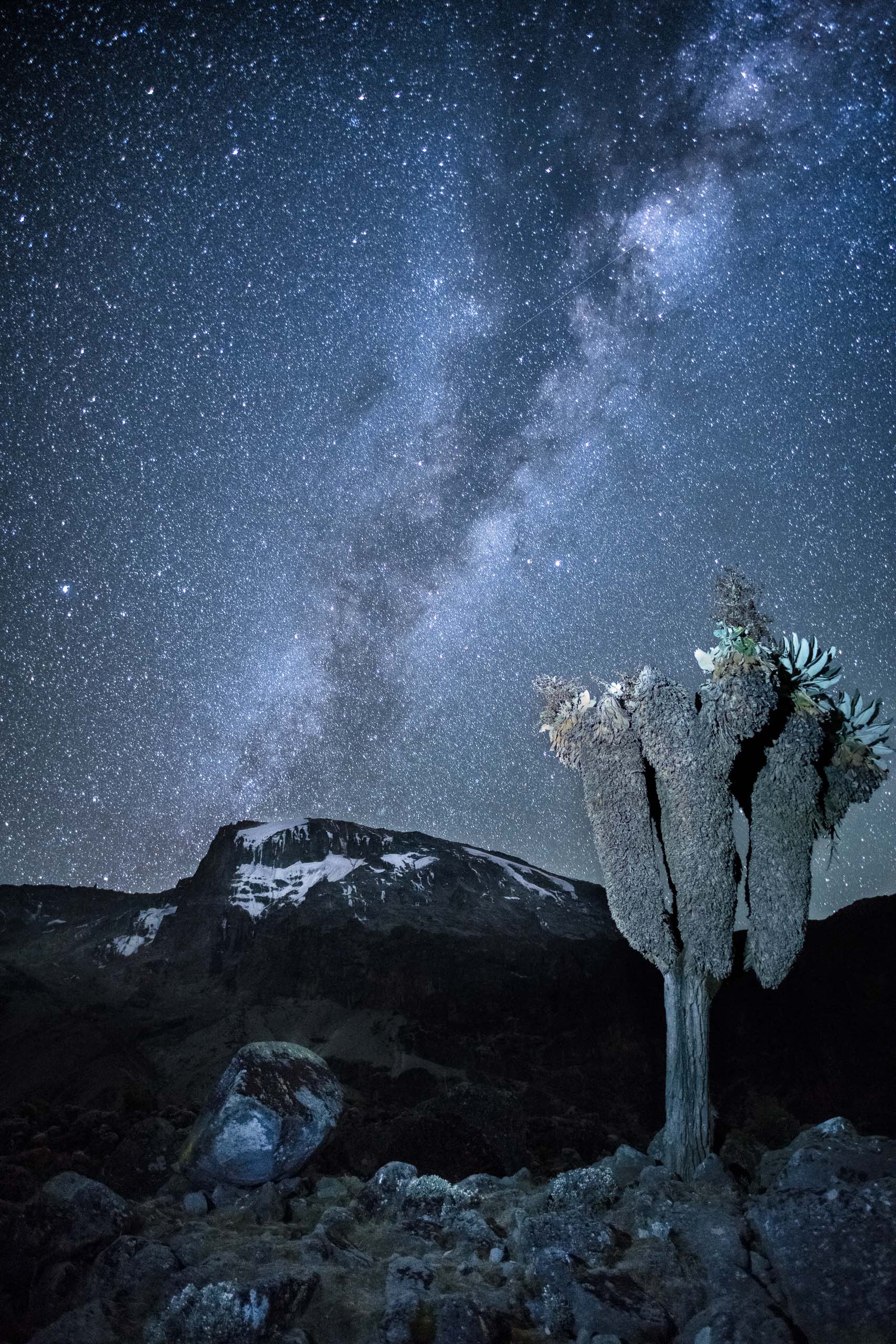 Giant Groundsels at altitude