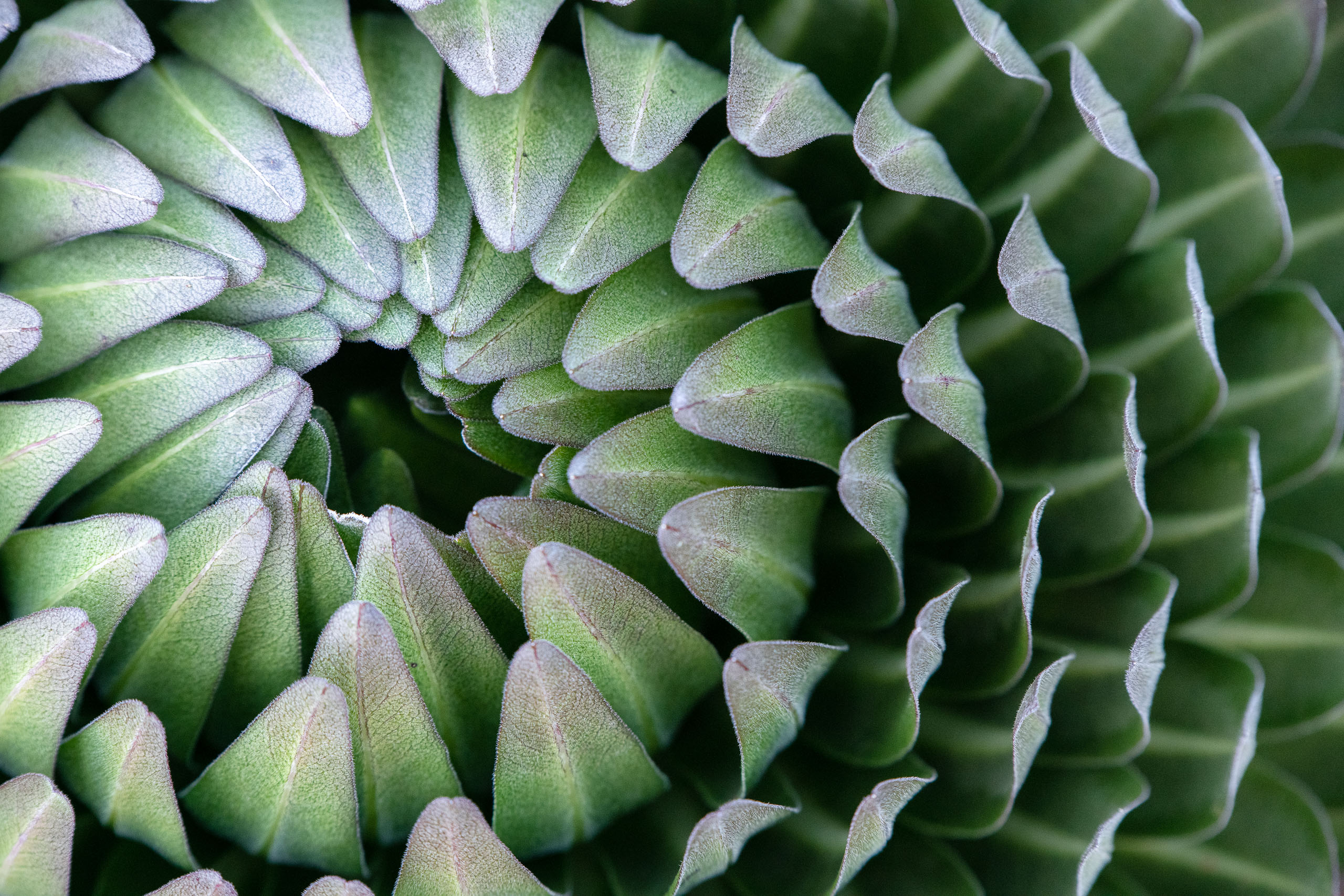 Giant Lobelia on Kilimanjaro