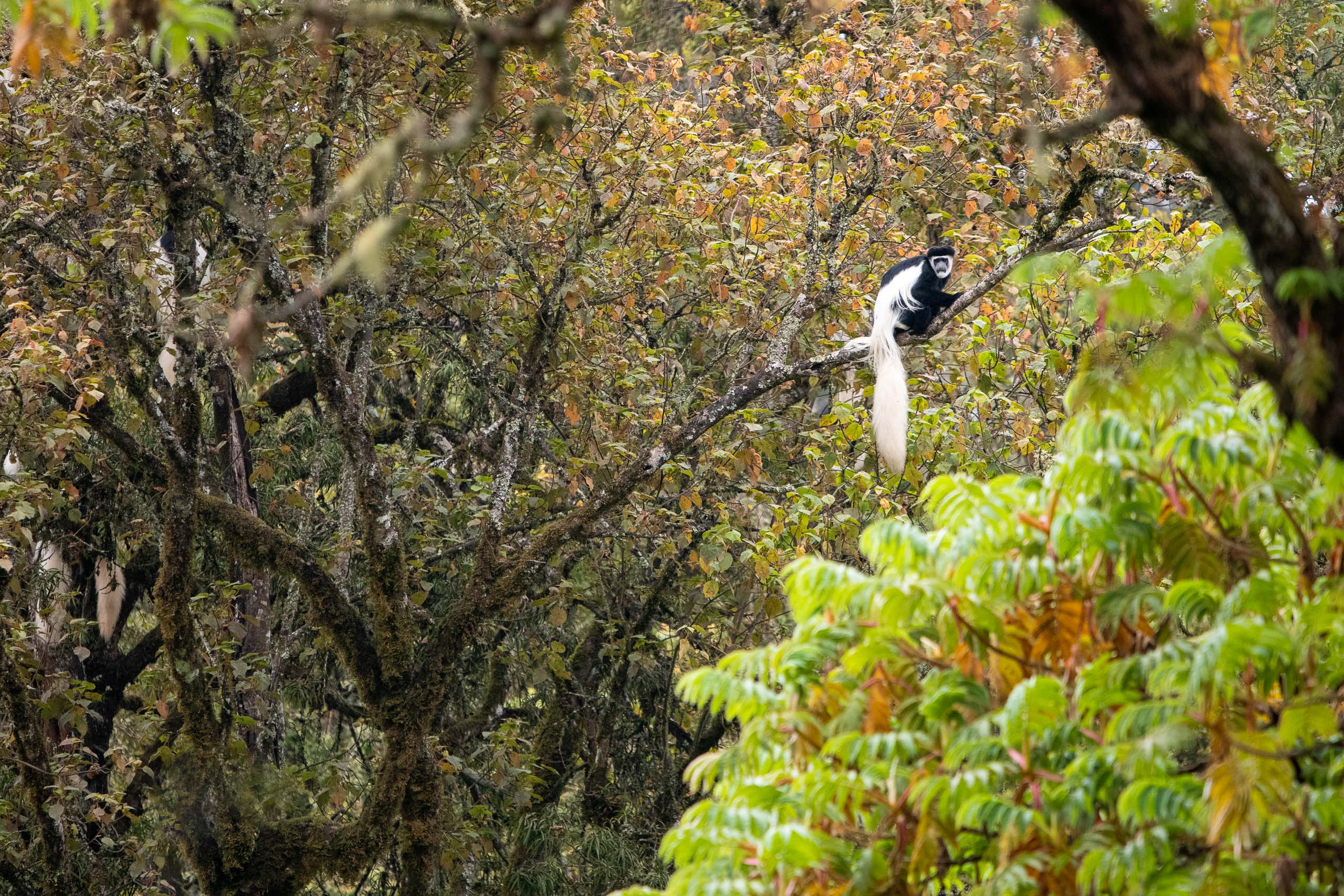 Colobus Monkey in the rainforest