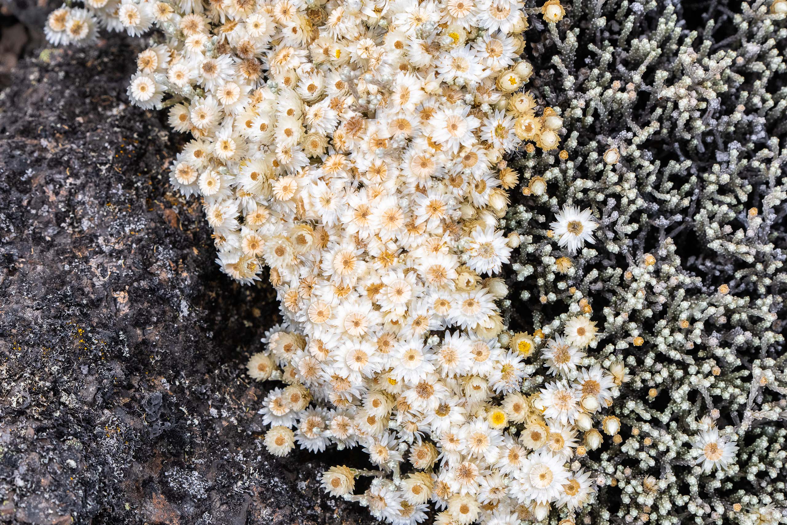 Everlasting flowers on Kilimanjaro