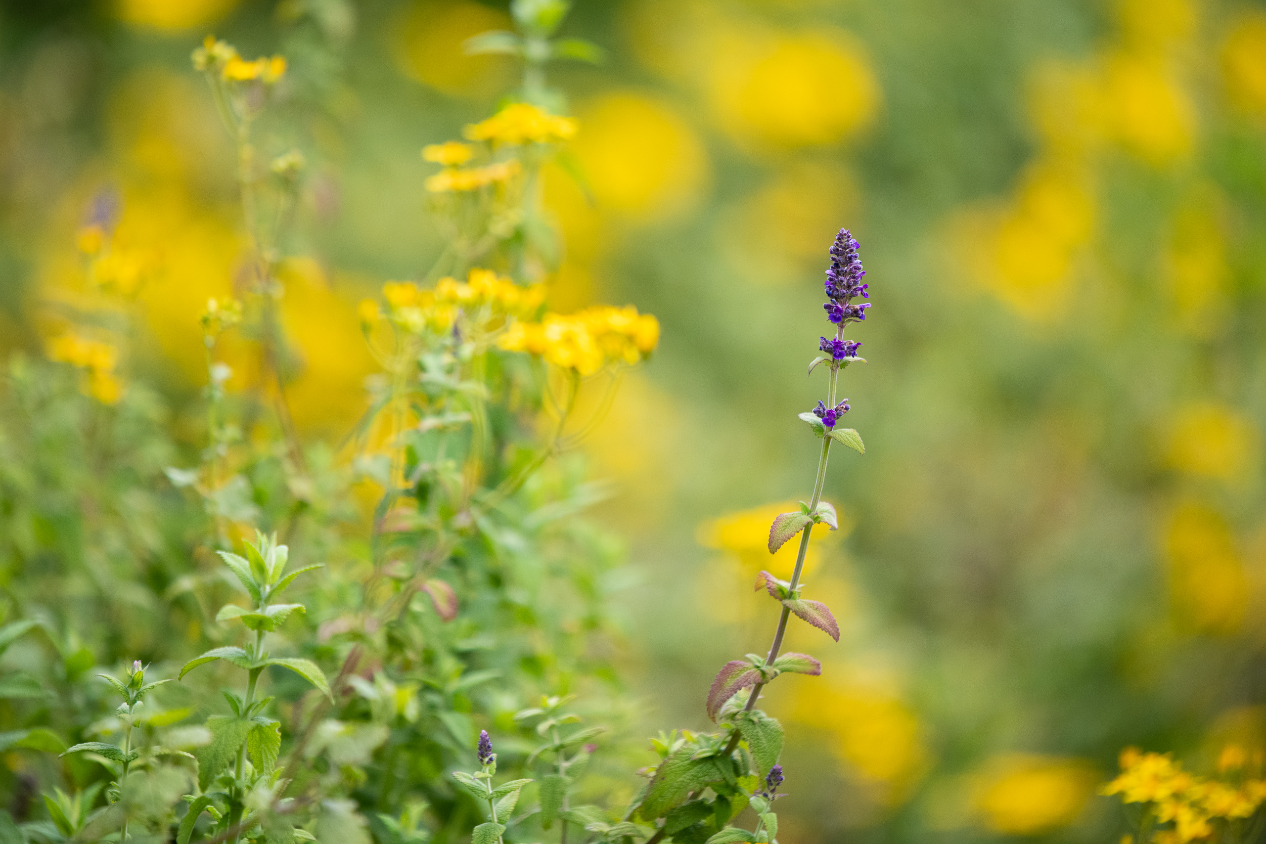 The trail through the rainforest