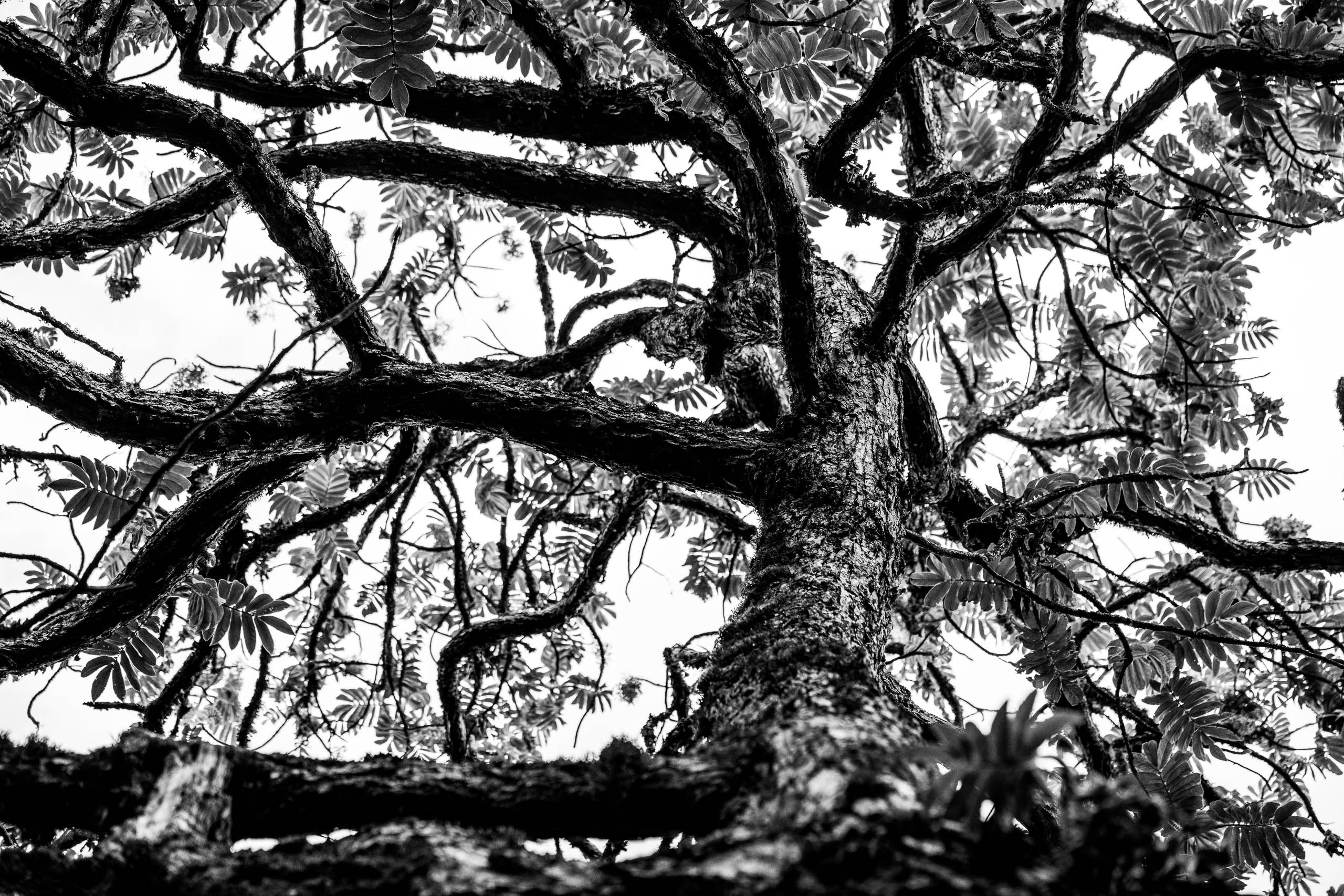 The rainforest zone at Kilimanjaro