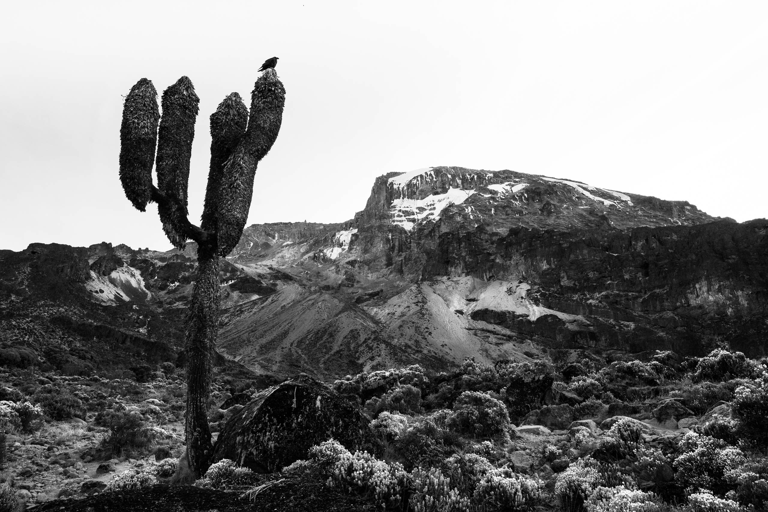 Hikers on the trail to the summit