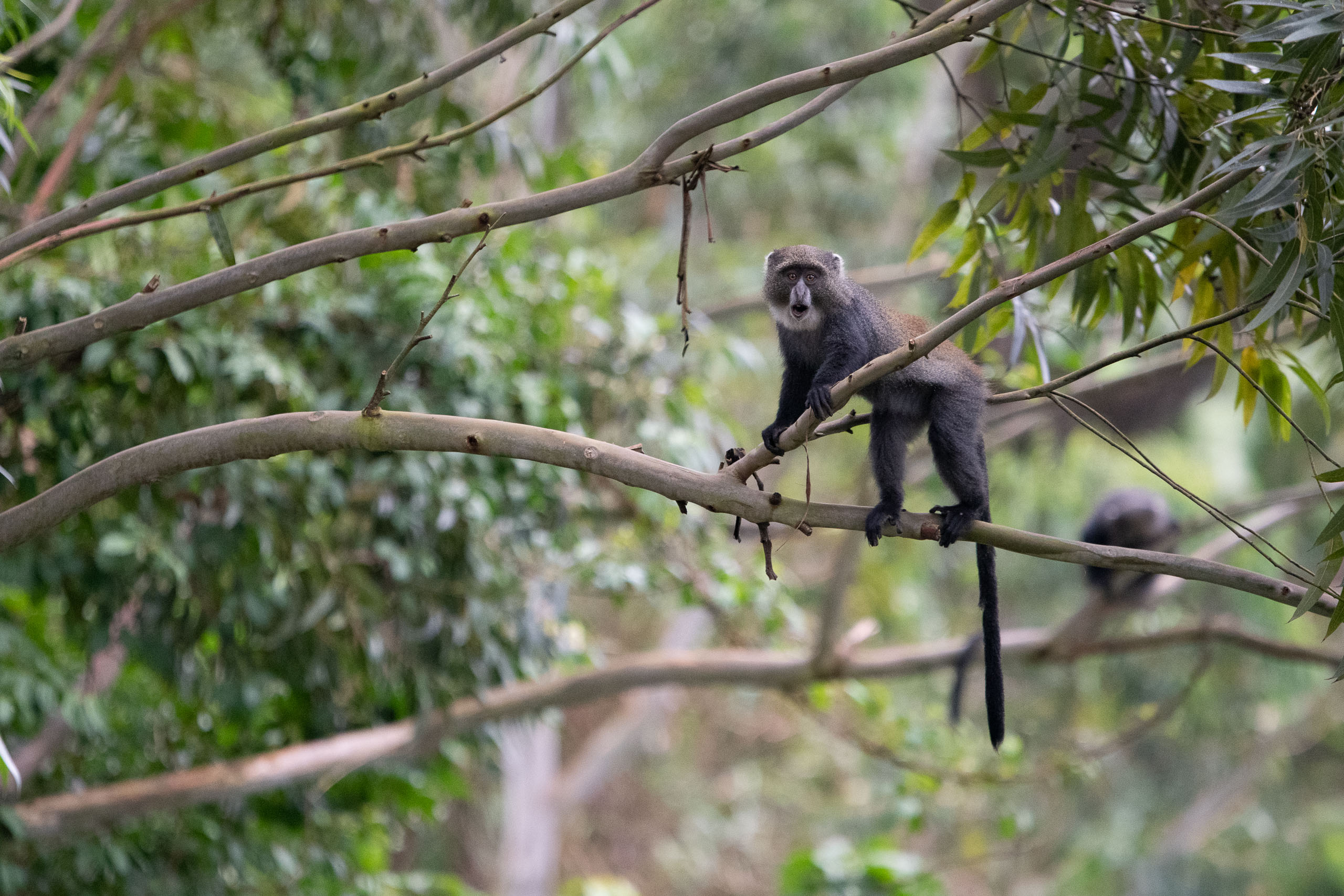 Blue Monkey in the canopy