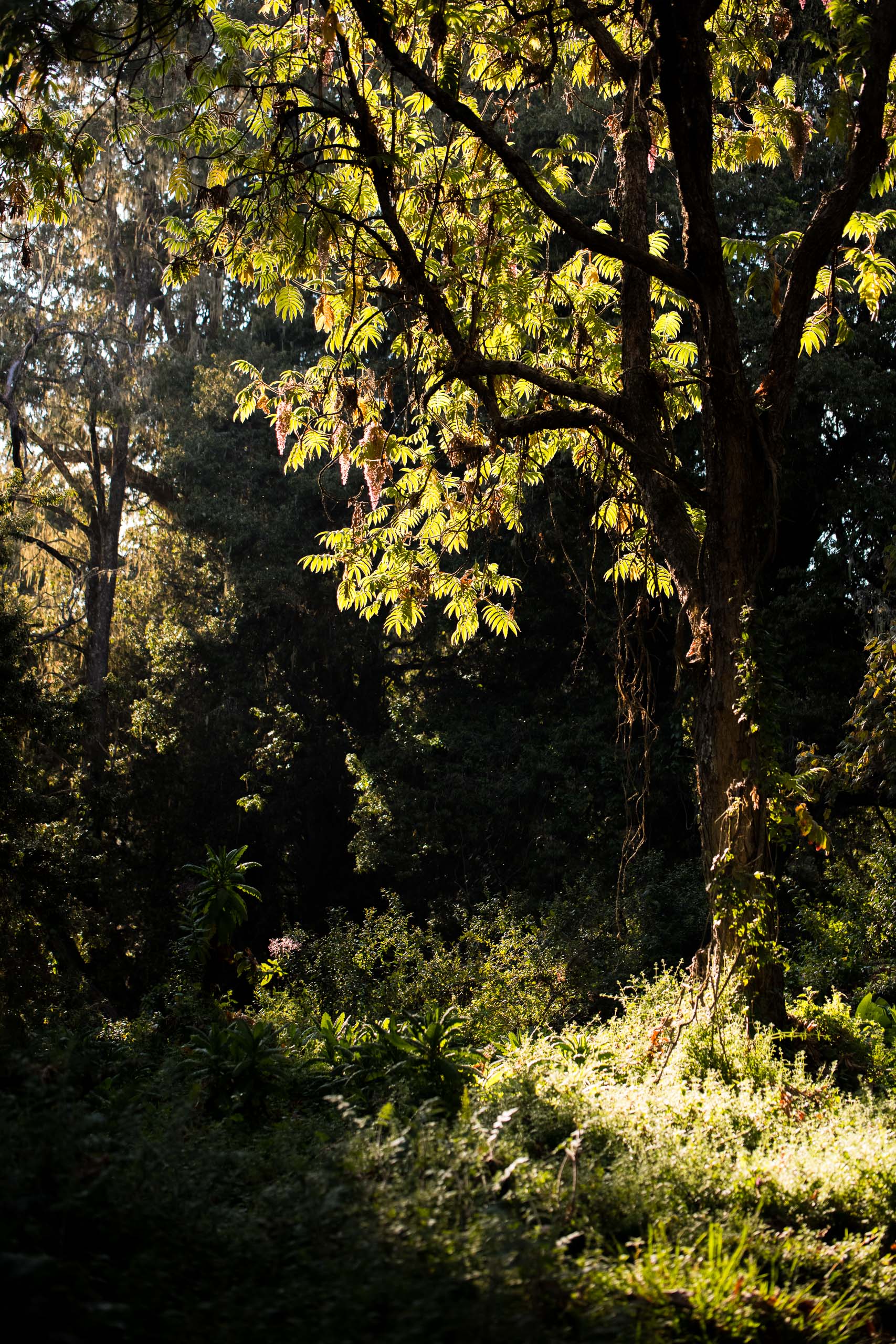Heath and moorland wildflowers