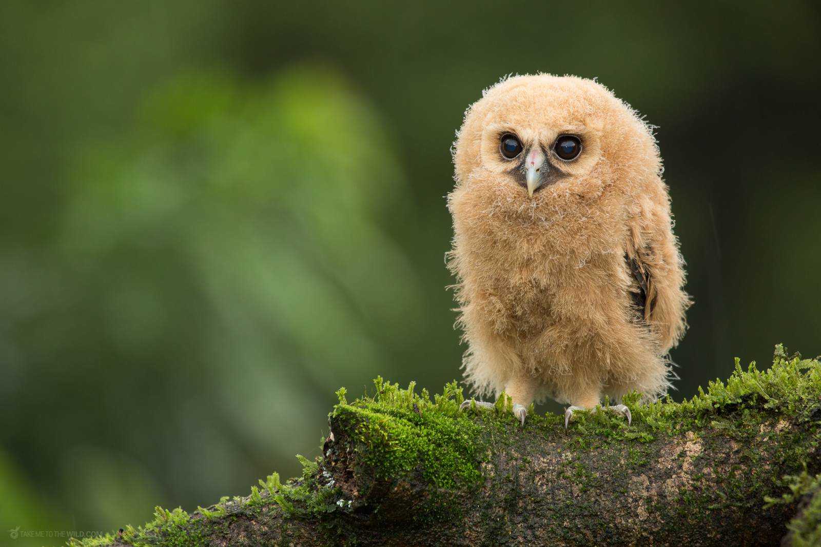 Mottled Owl juvenile perched on a branch