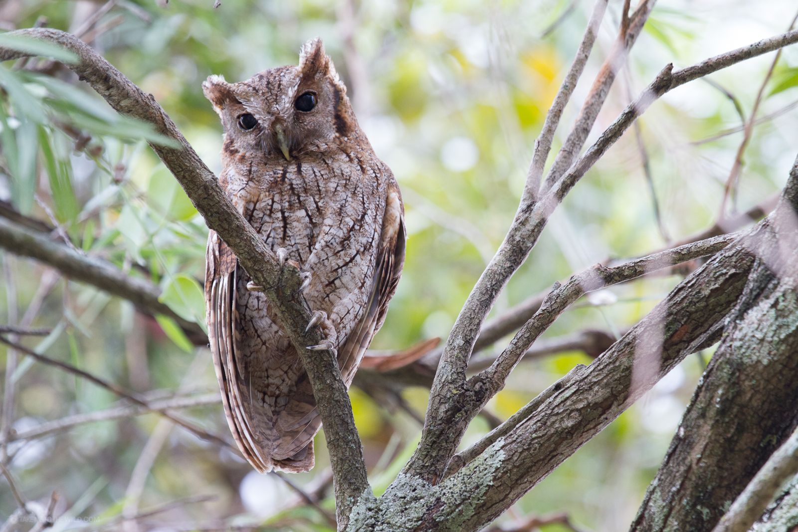Tropical Screech Owl perched on a branch
