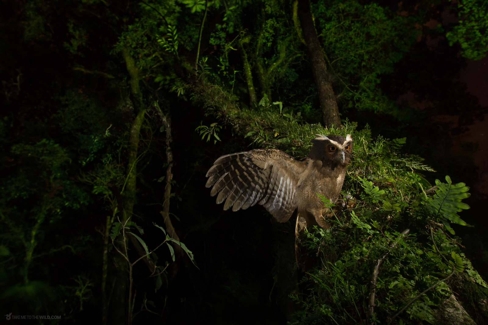 Crested Owl at night