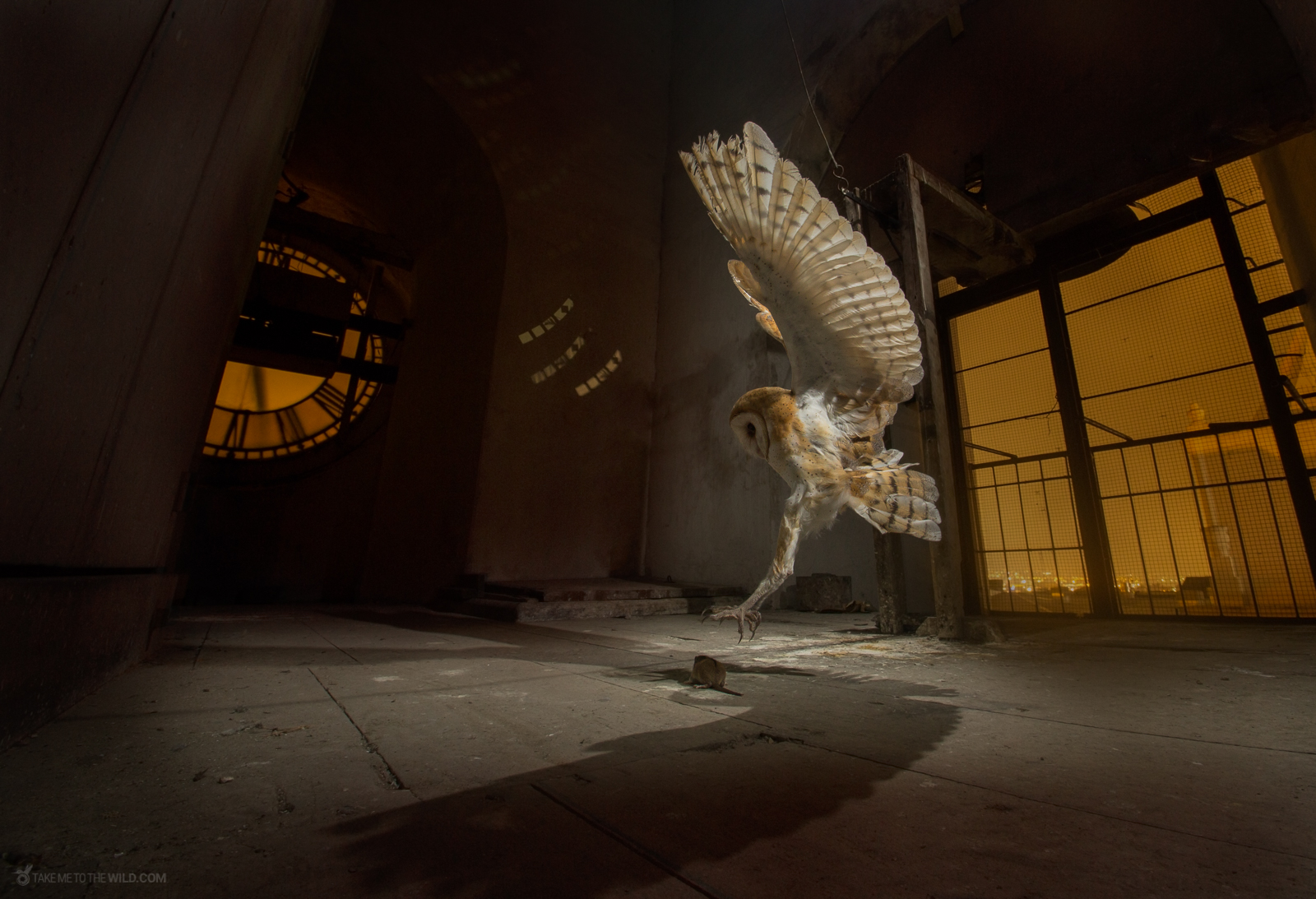 Barn Owl hunting at a church bell tower