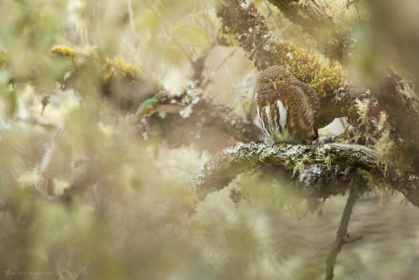 Costa Rican Pygmy Owl with a hummingbird nearby