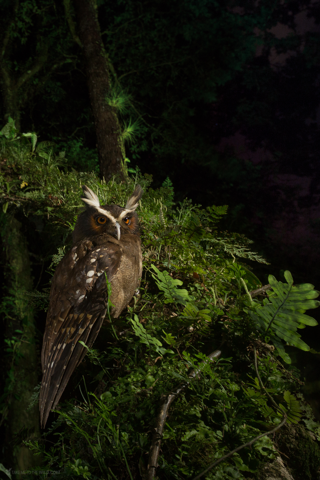 Owl in the forest at night