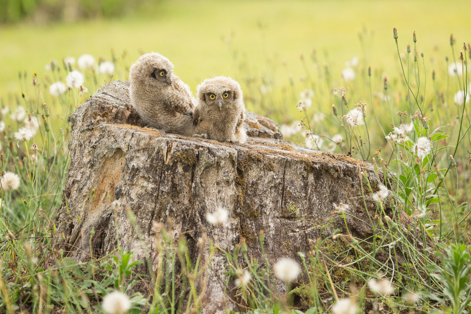 Tropical Screech Owl owlets