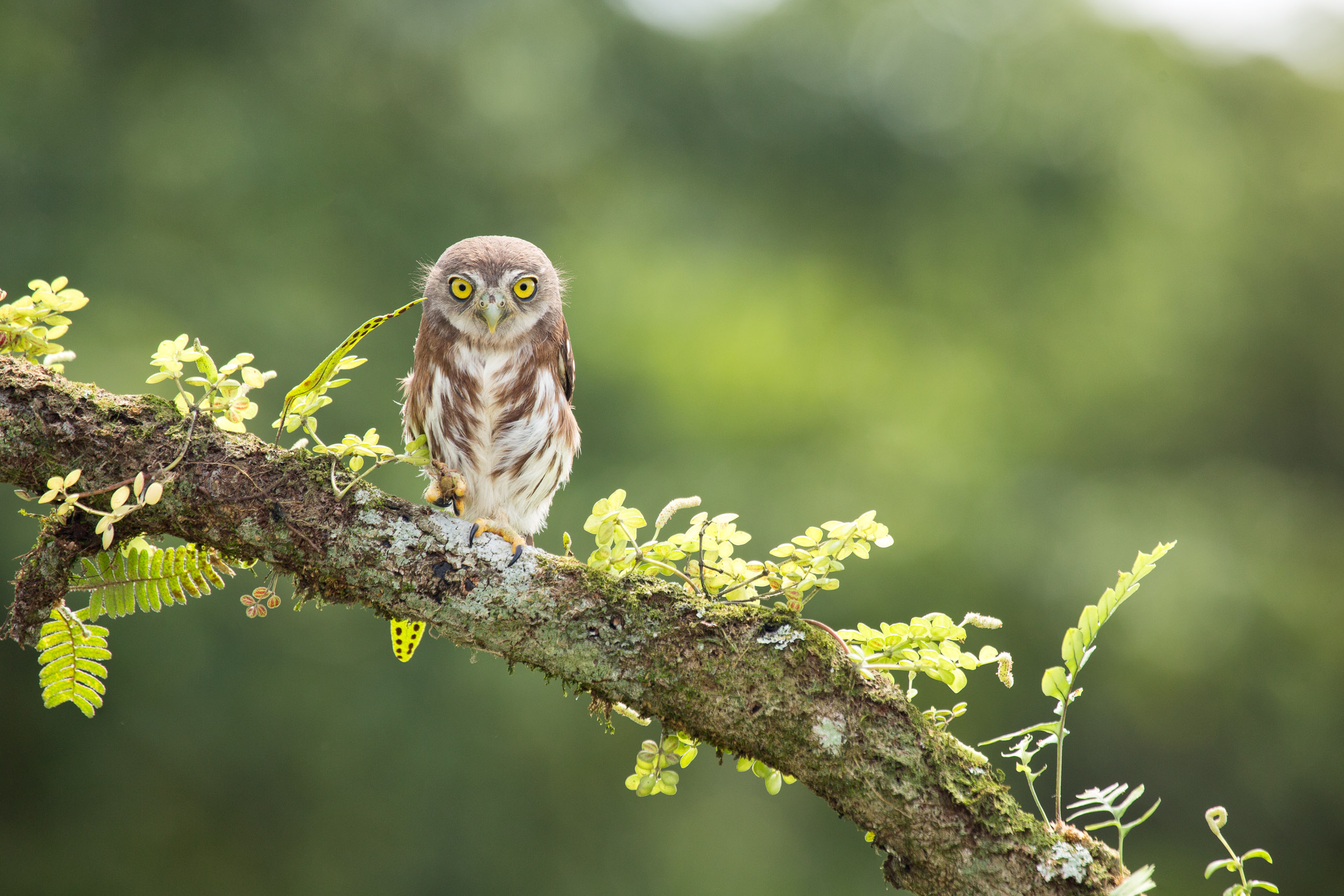 Central American Pygmy Owl