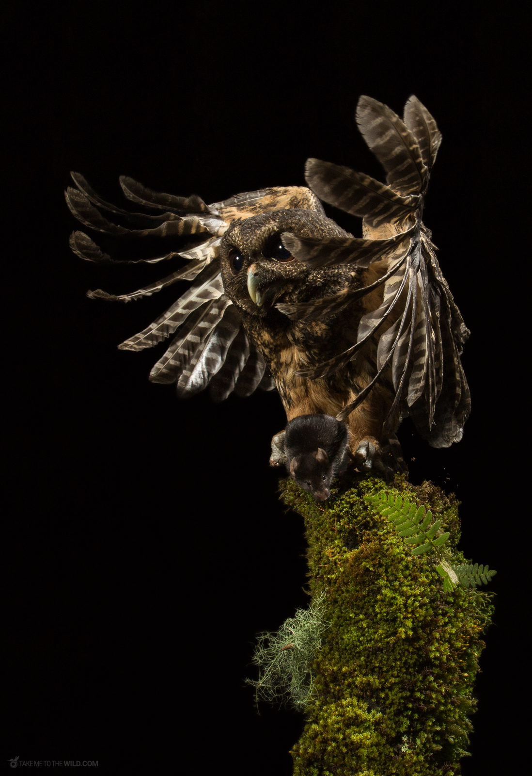 Mottled Owl hunting at night