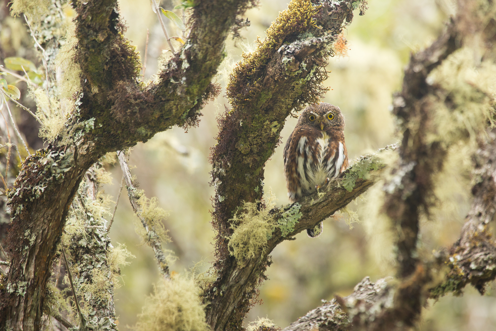 Costa Rican Pygmy Owl on mossy branches