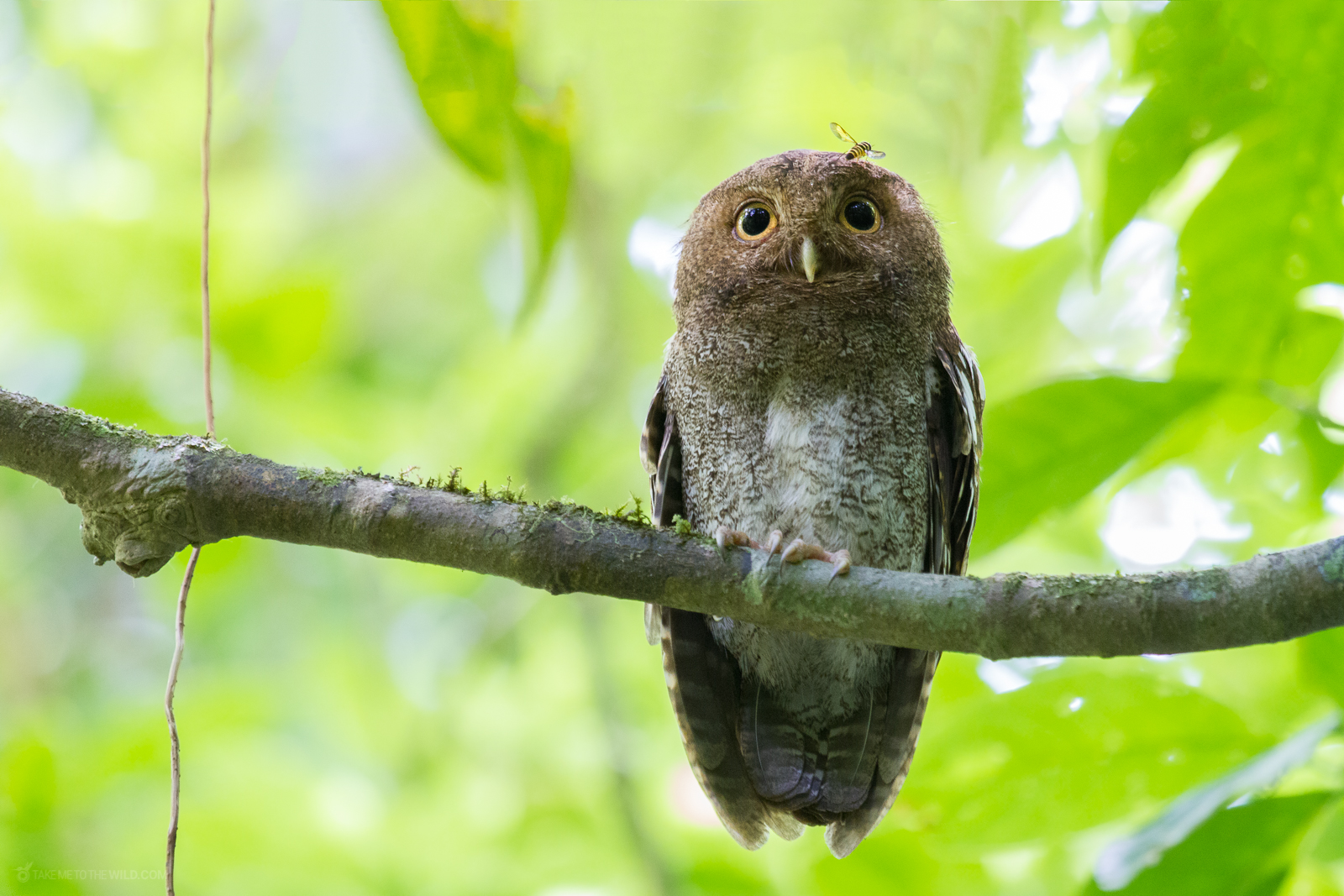 Vermiculated Screech Owl with a bee on its face