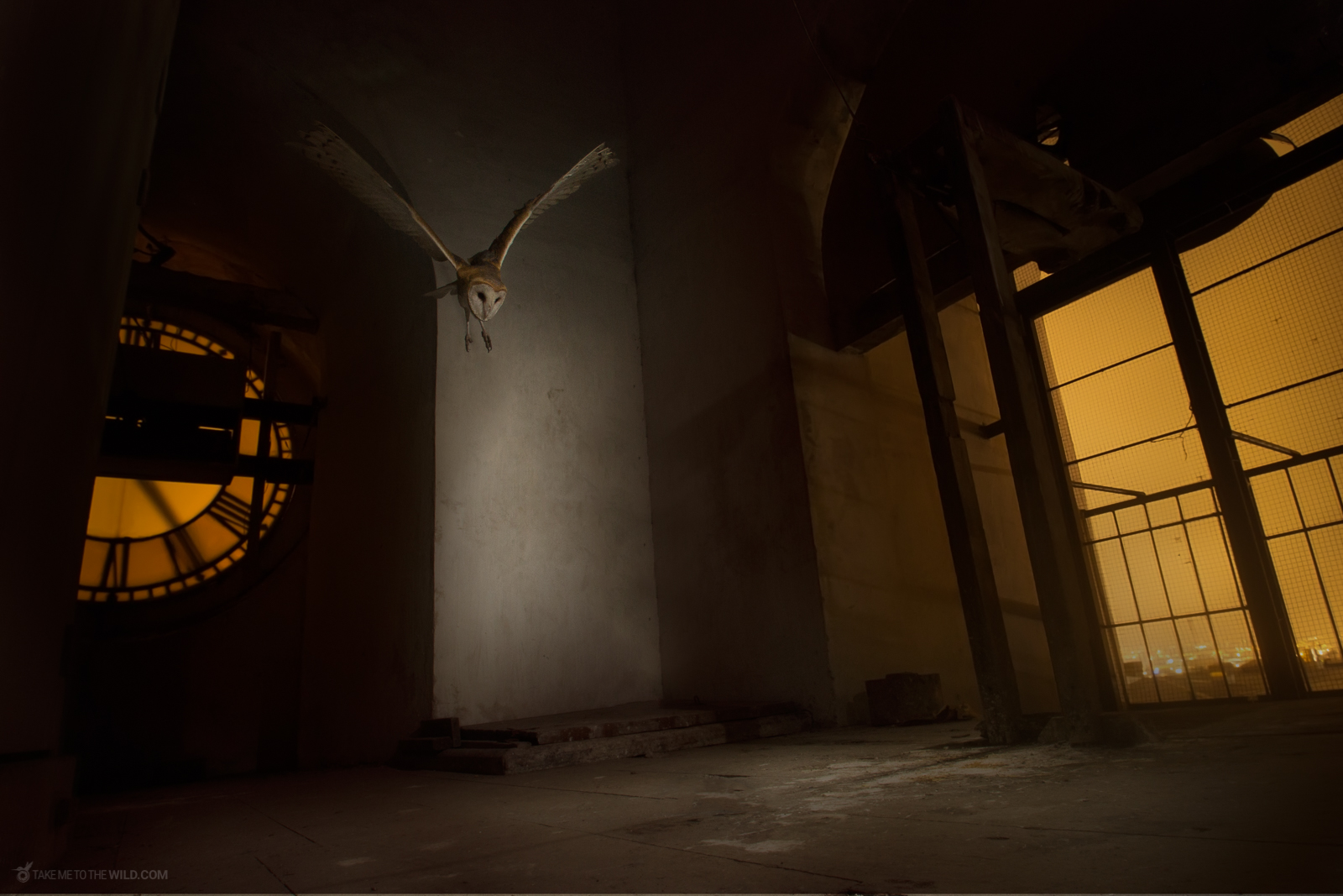 Barn Owl hunting from bell tower