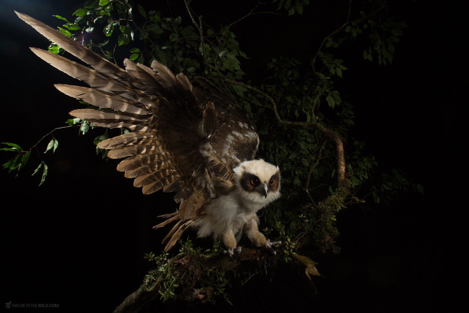 Crested Owl landing at night
