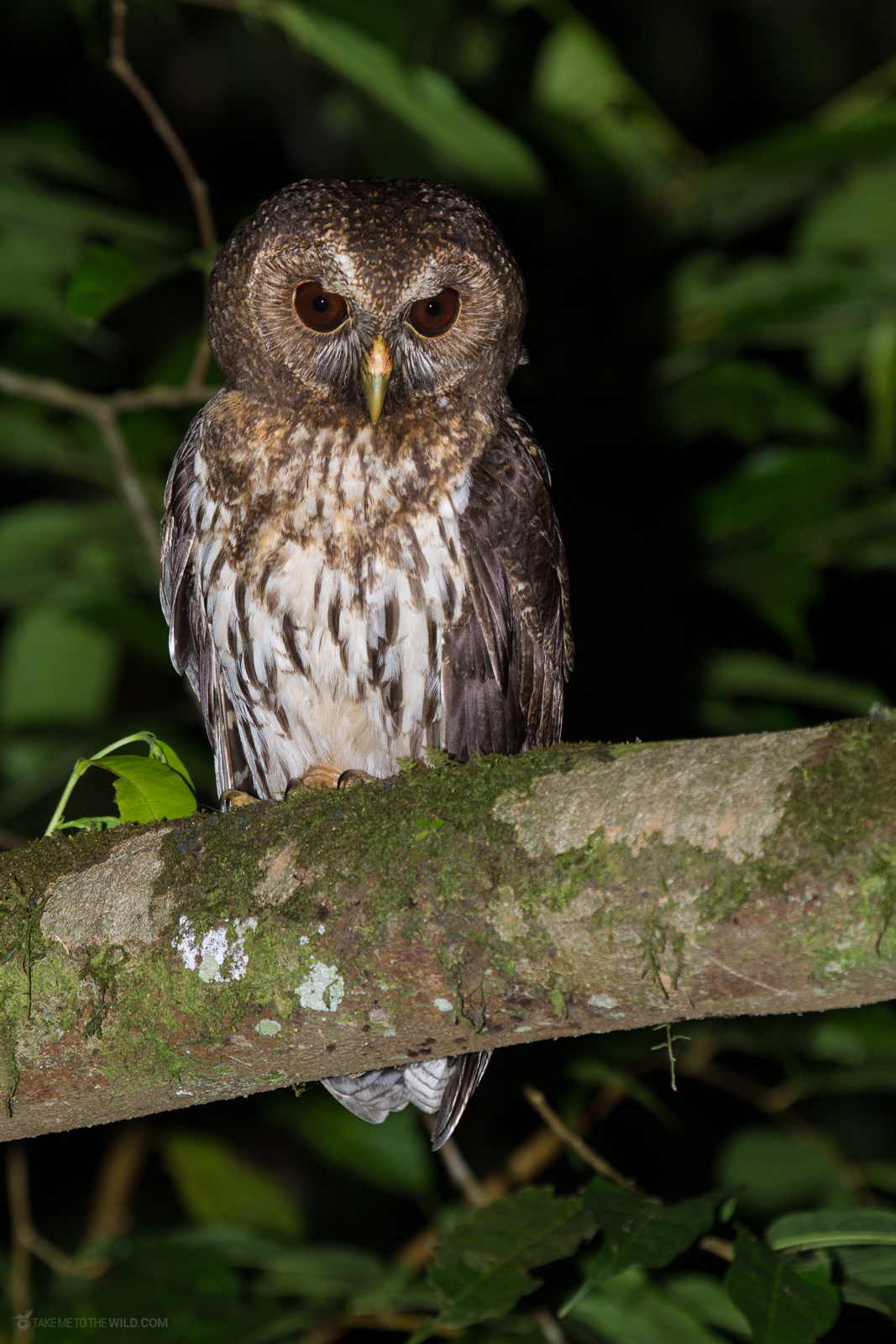 Mottled Owl portrait