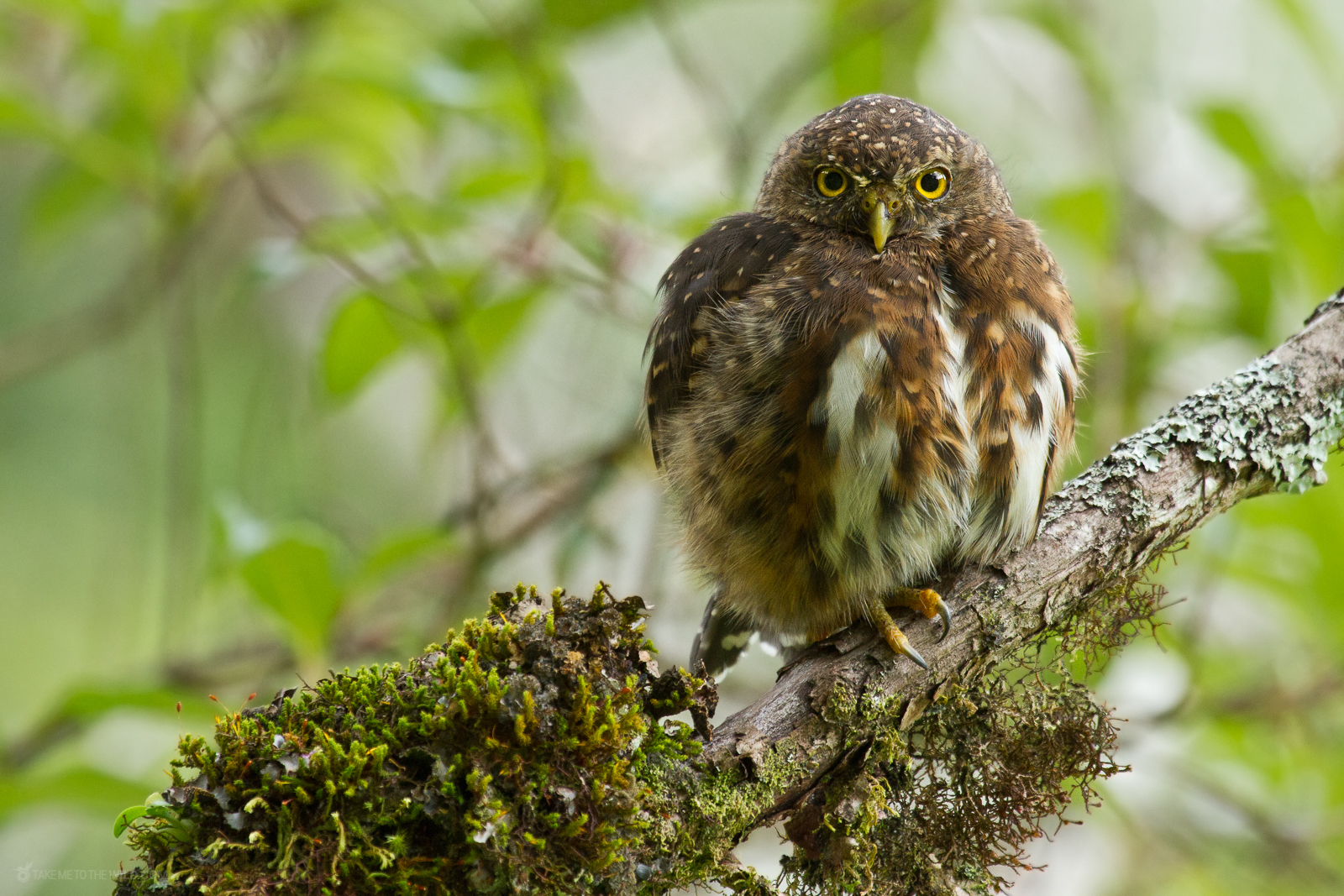Costa Rican Pygmy Owl portrait