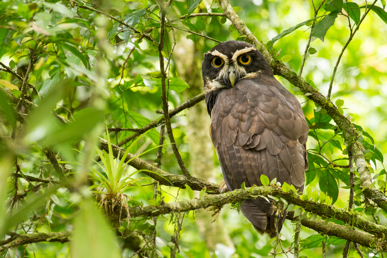Spectacled Owl