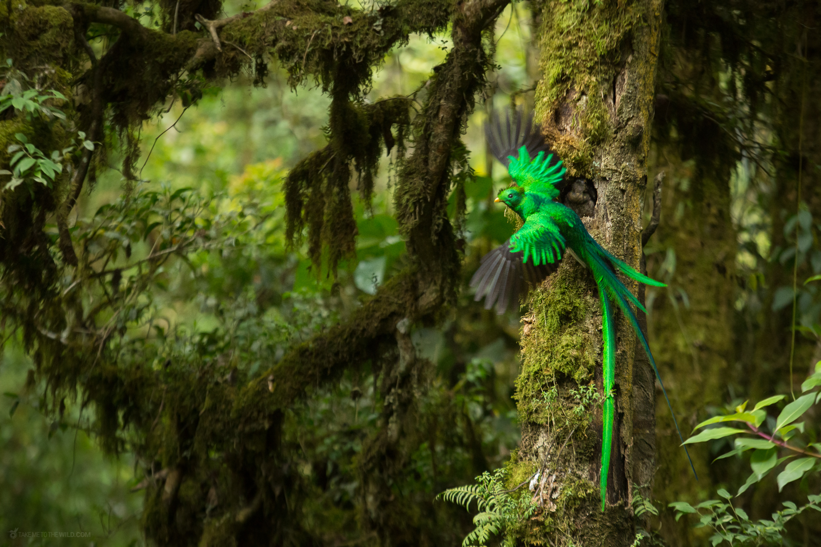 Resplendent Quetzal feeding a chick at the nest in the cloud forest