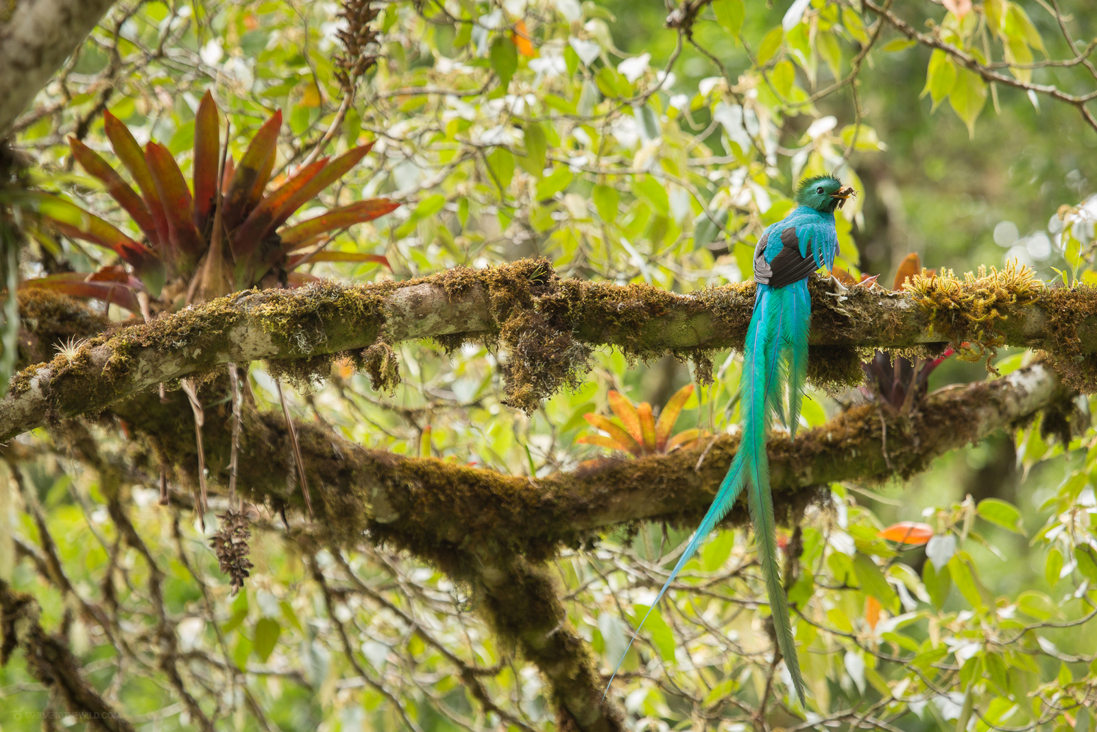 Quetzal with cricket