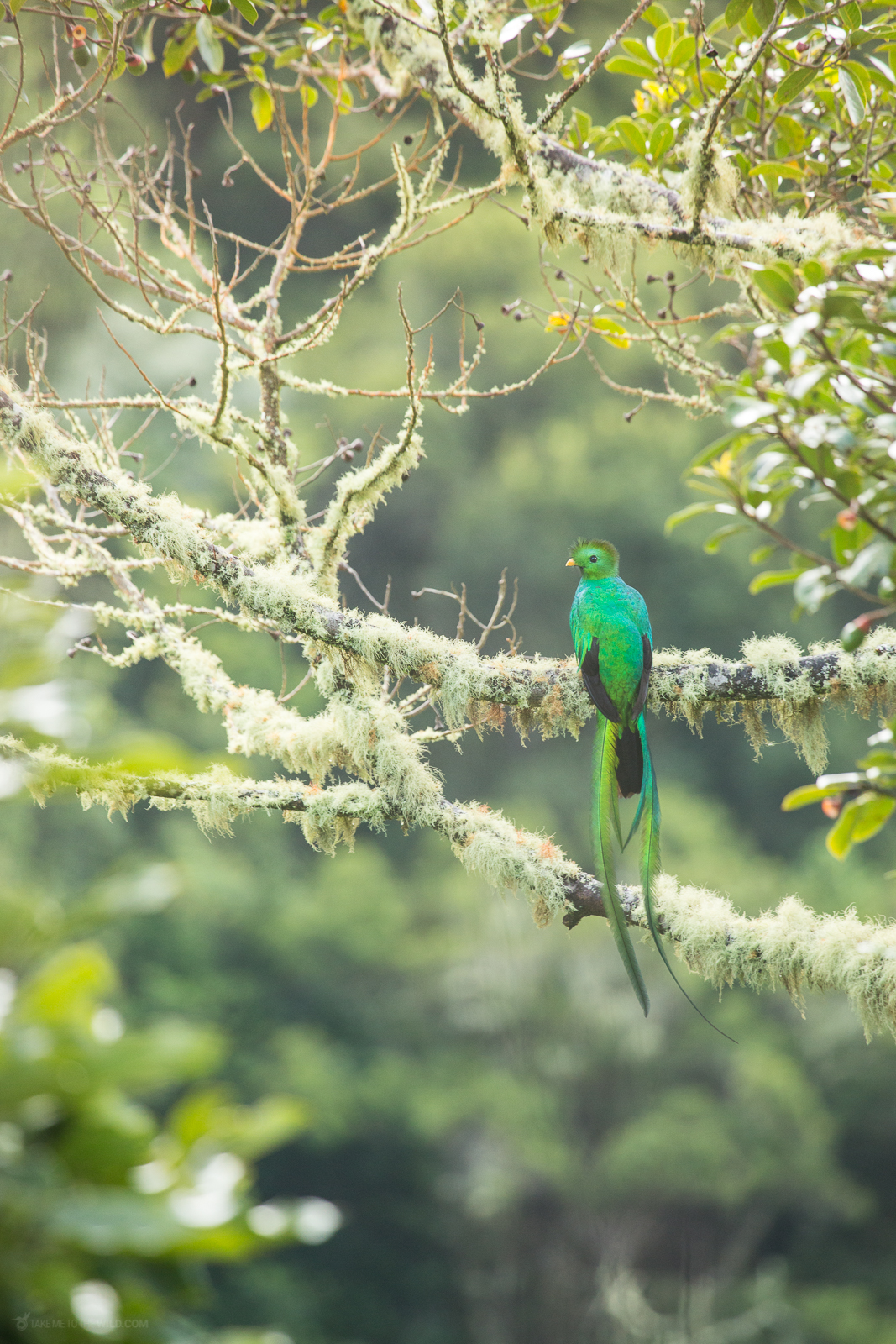 Quetzal perched on a mossy branch