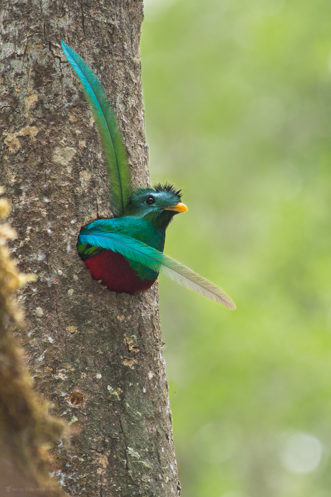 Quetzal nesting in a tree cavity