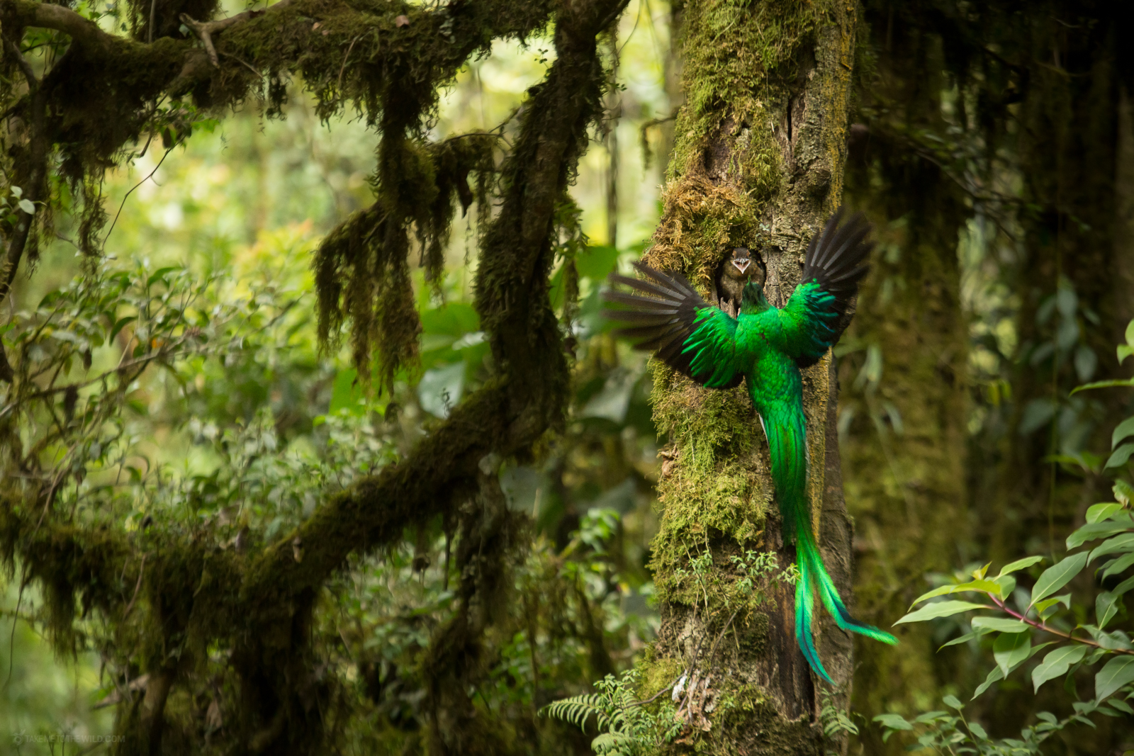 Quetzal feeding chick at nest