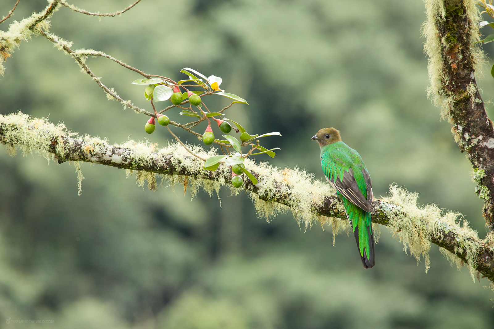 Female Resplendent Quetzal perched on a mossy branch