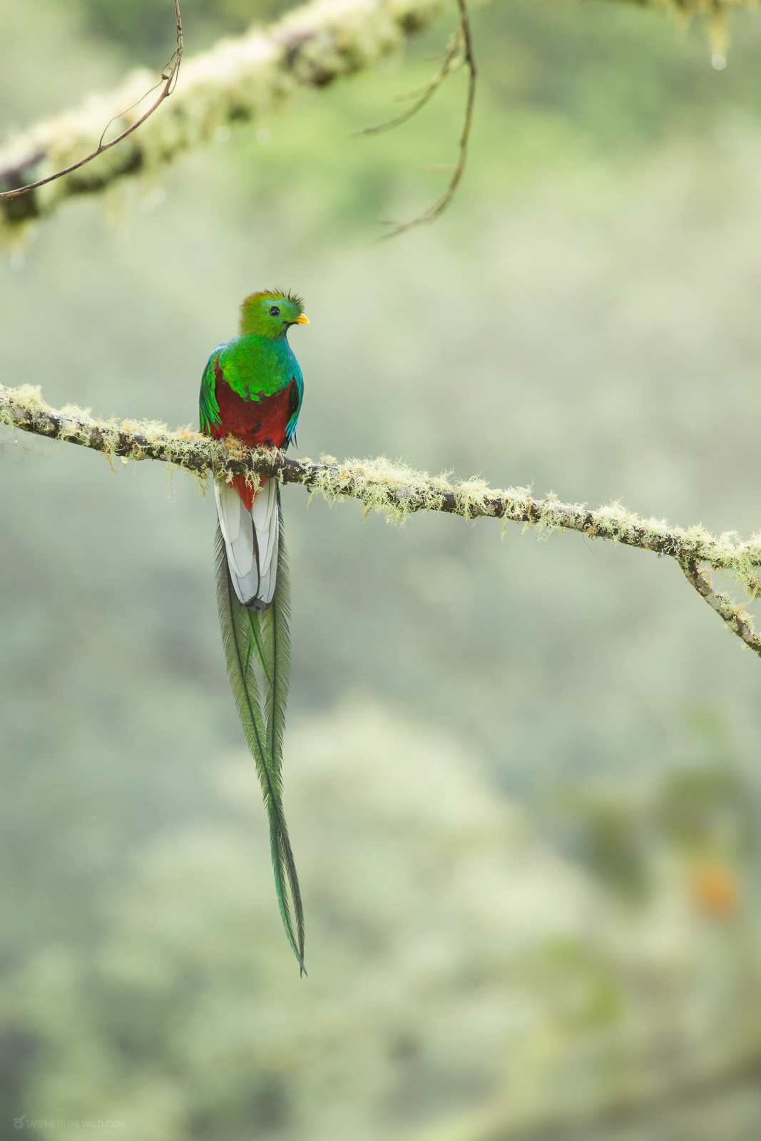 Resplendent Quetzal under the morning light
