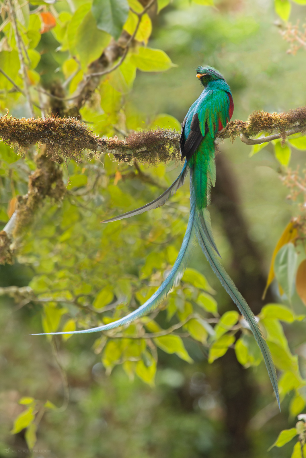 Male Resplendent Quetzal