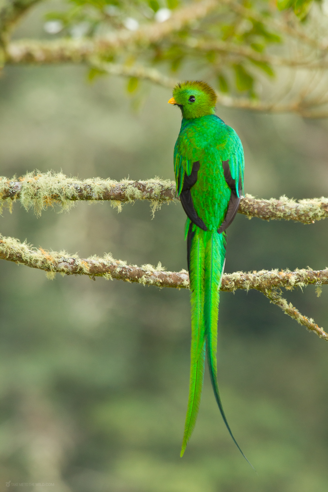 Quetzal perched on an aguacatillo tree