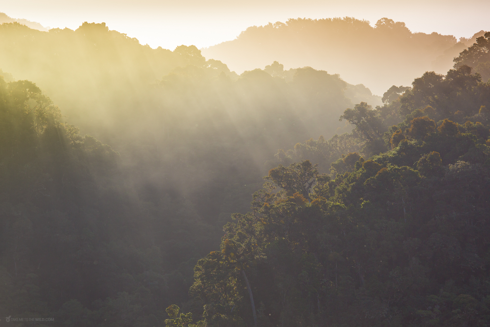 Cloud forest morning mist