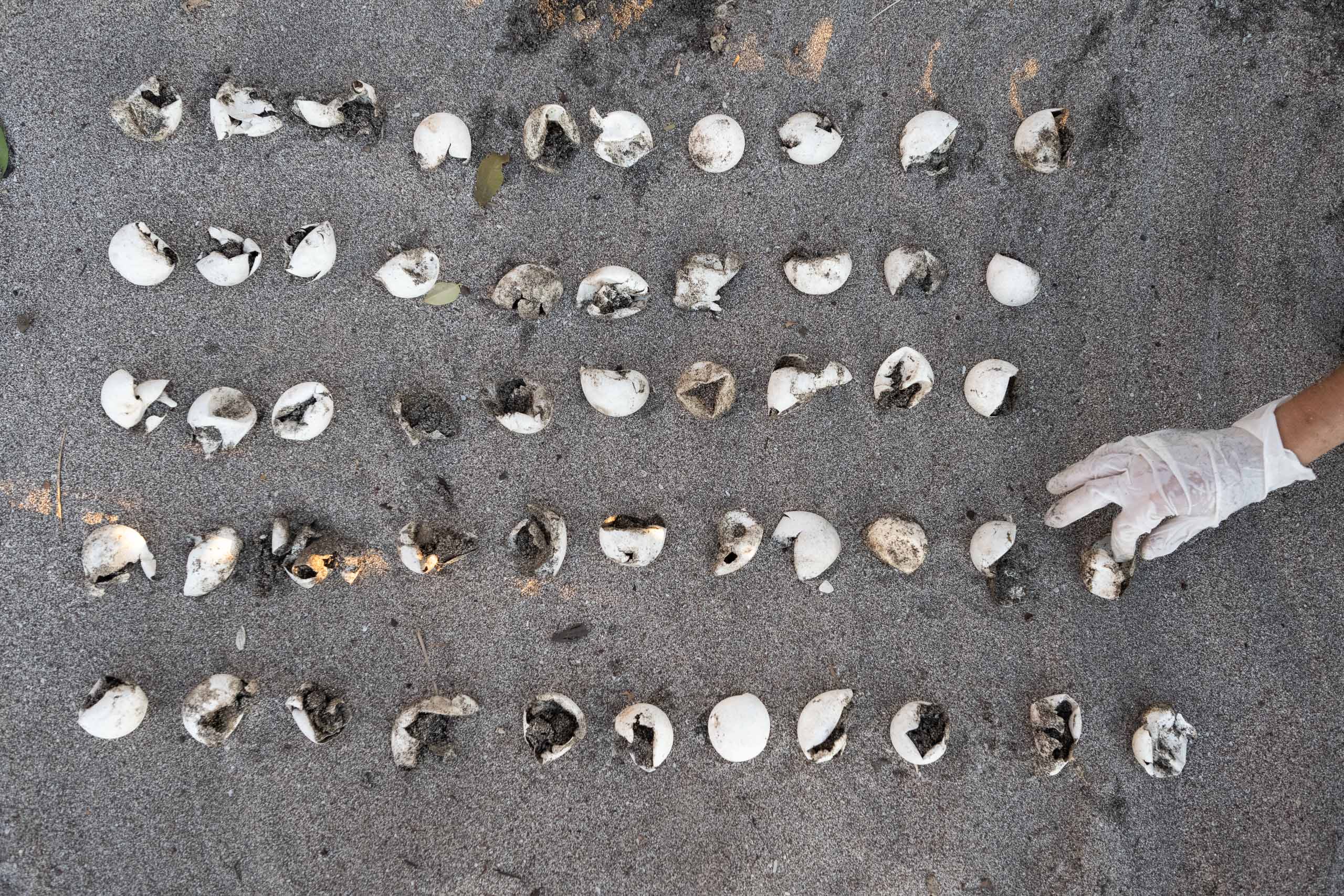 Hatchling release process