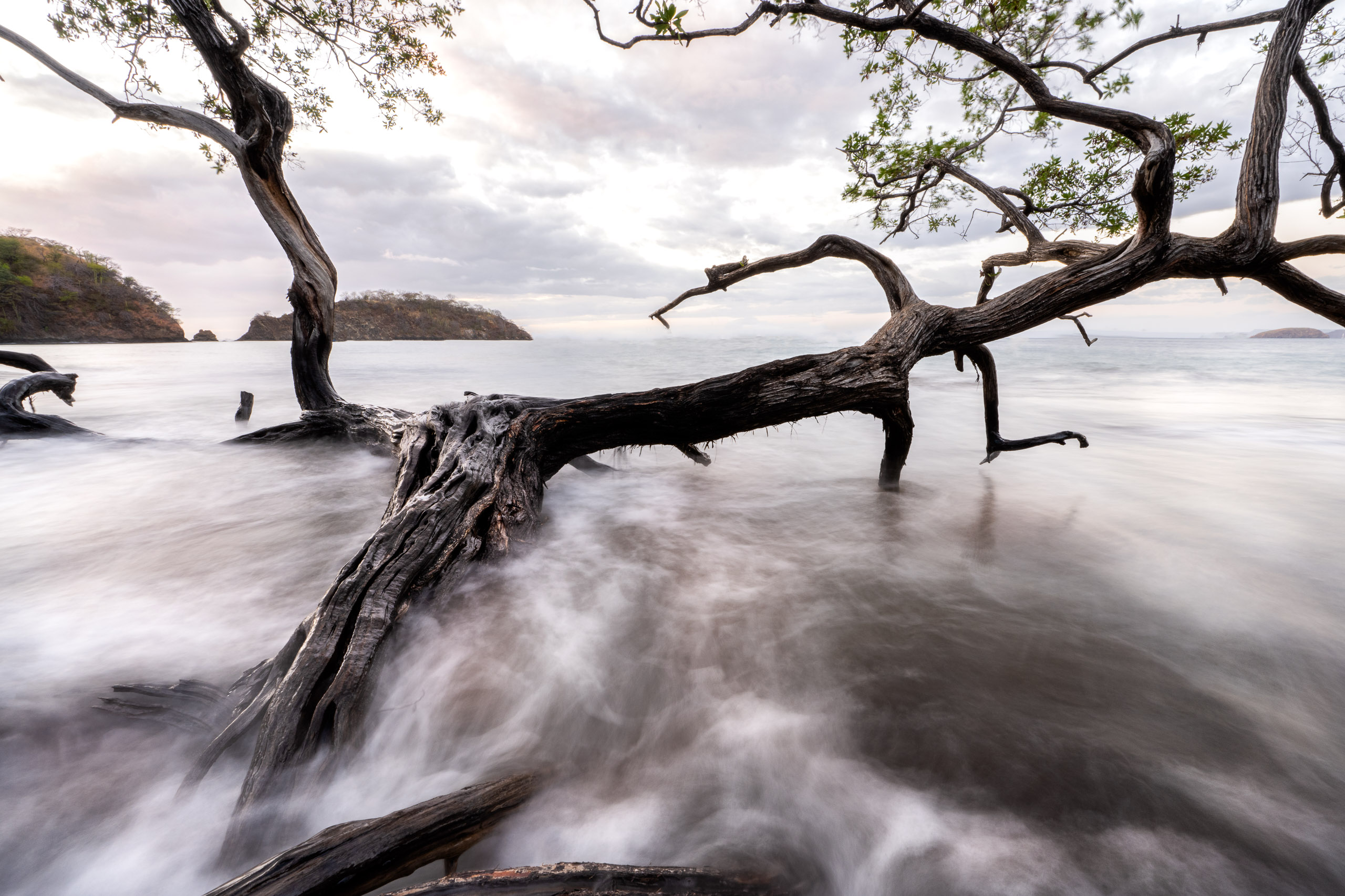 A lone tree stands resilient against coastal winds