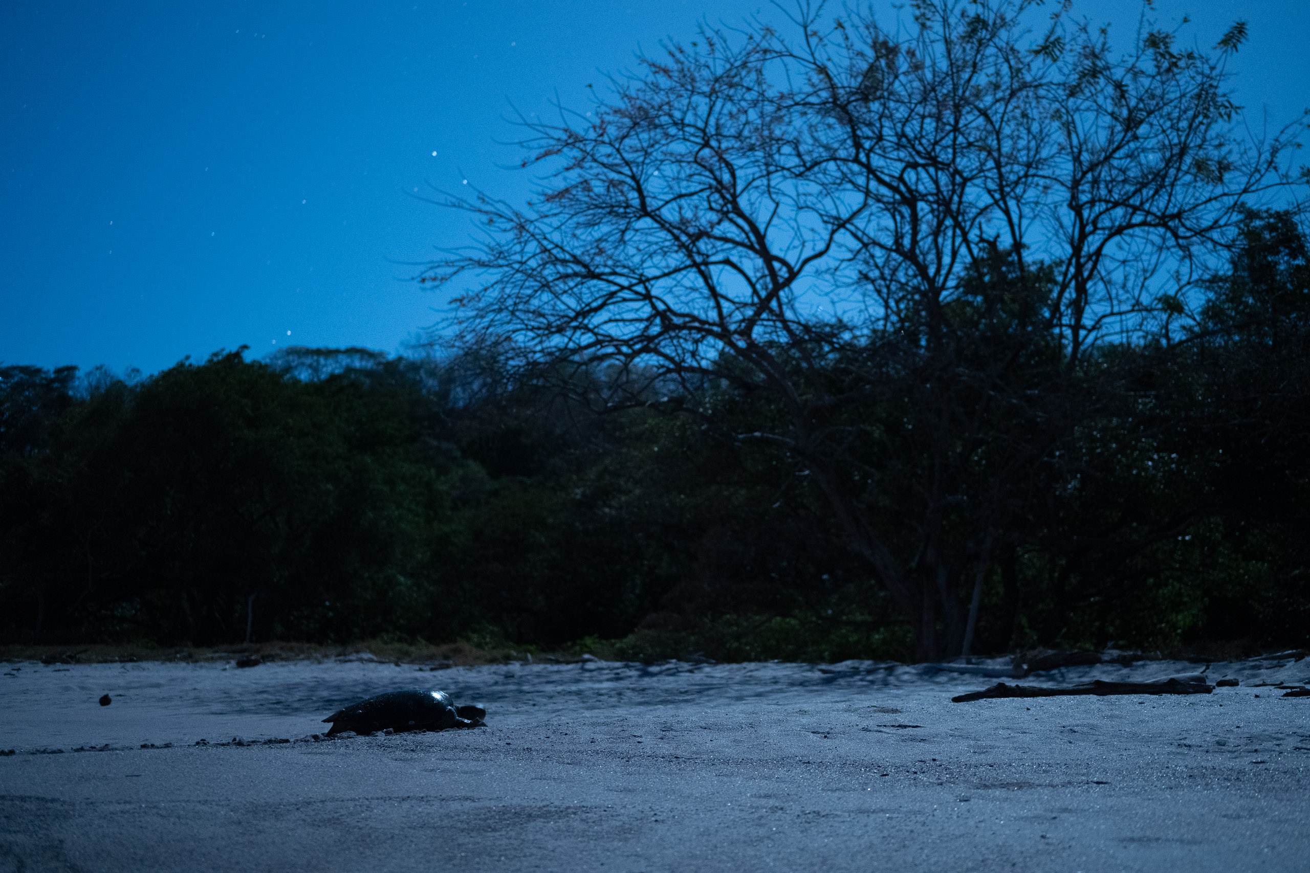 A green sea turtle waiting for the sun to go down