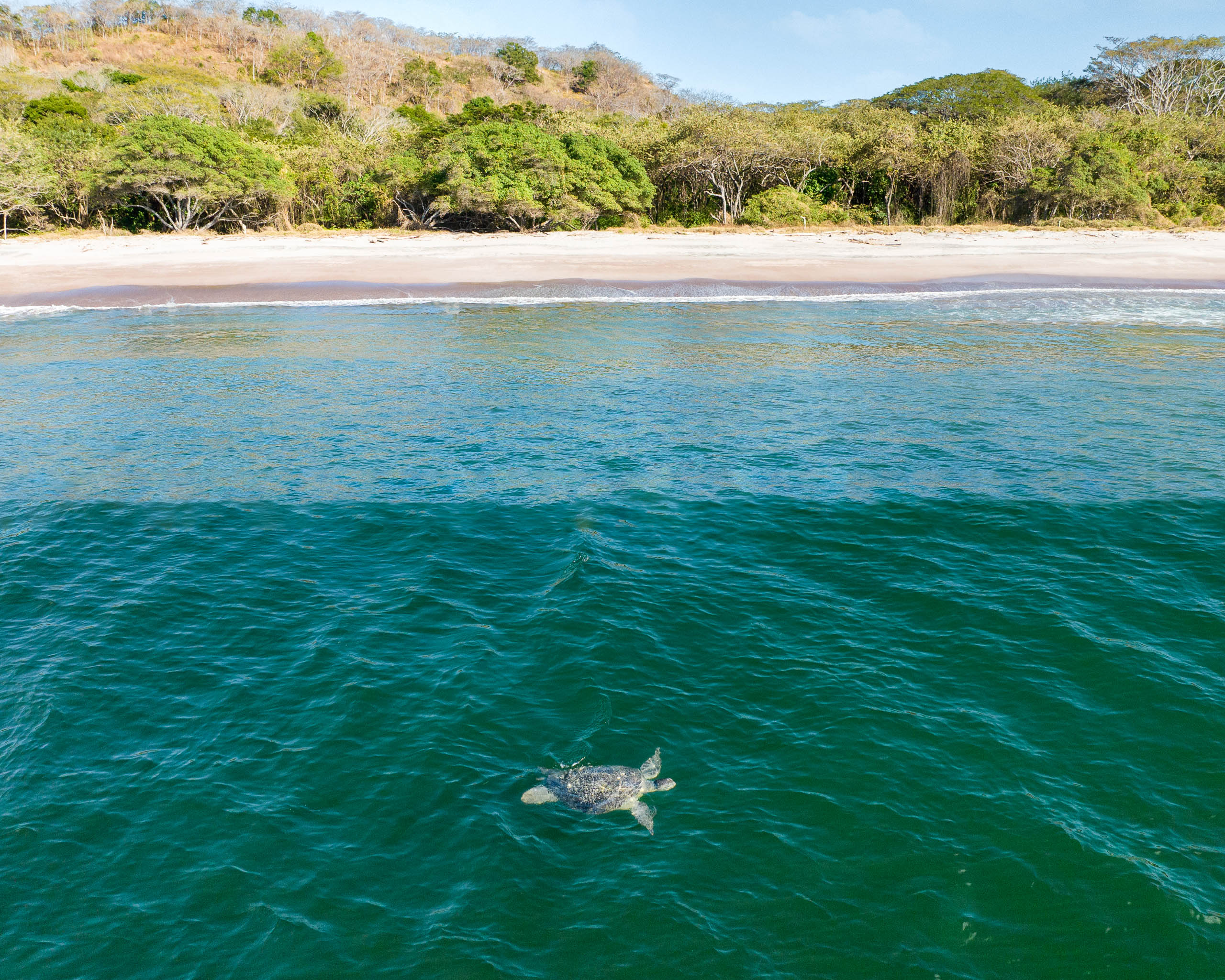 A hatchling races across the sand toward the ocean