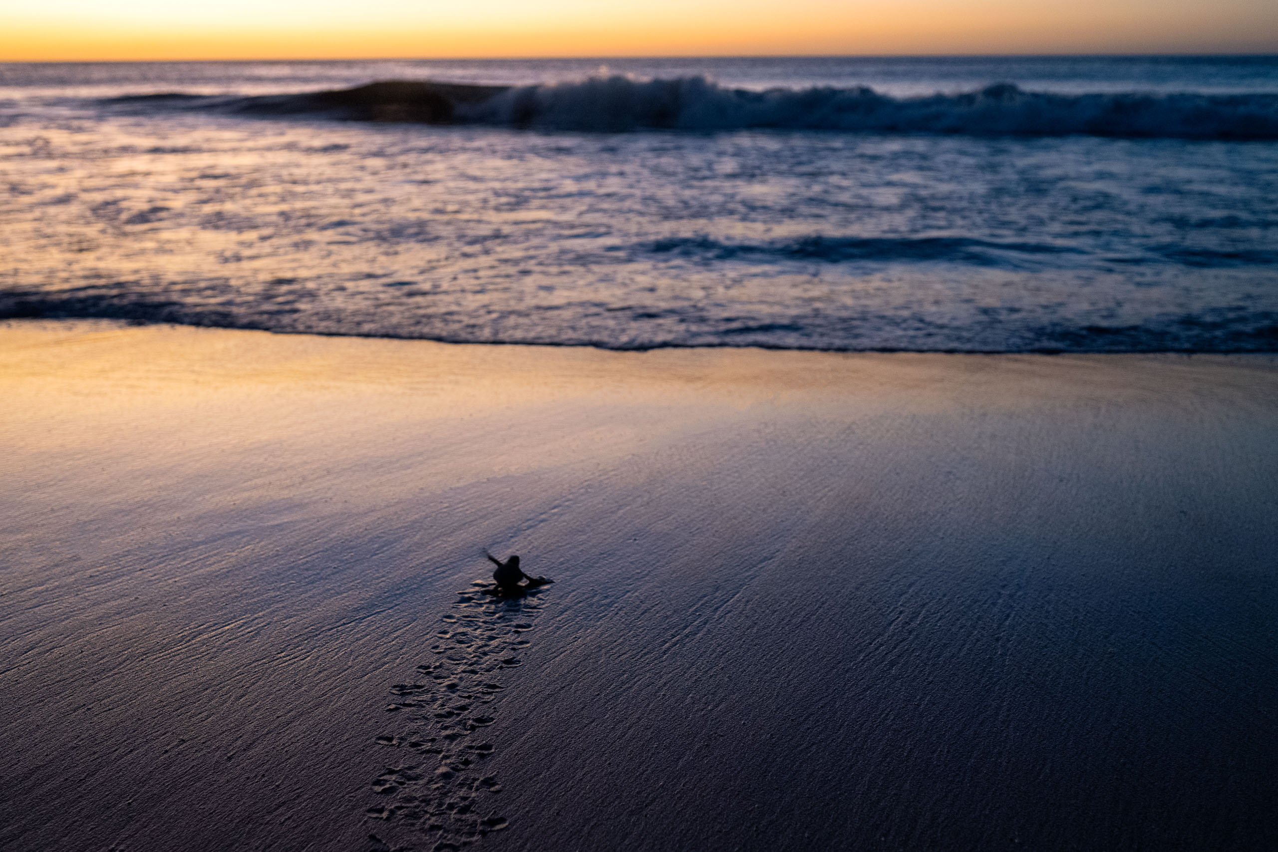 Tiny sea turtle hatchlings with an incredible journey ahead