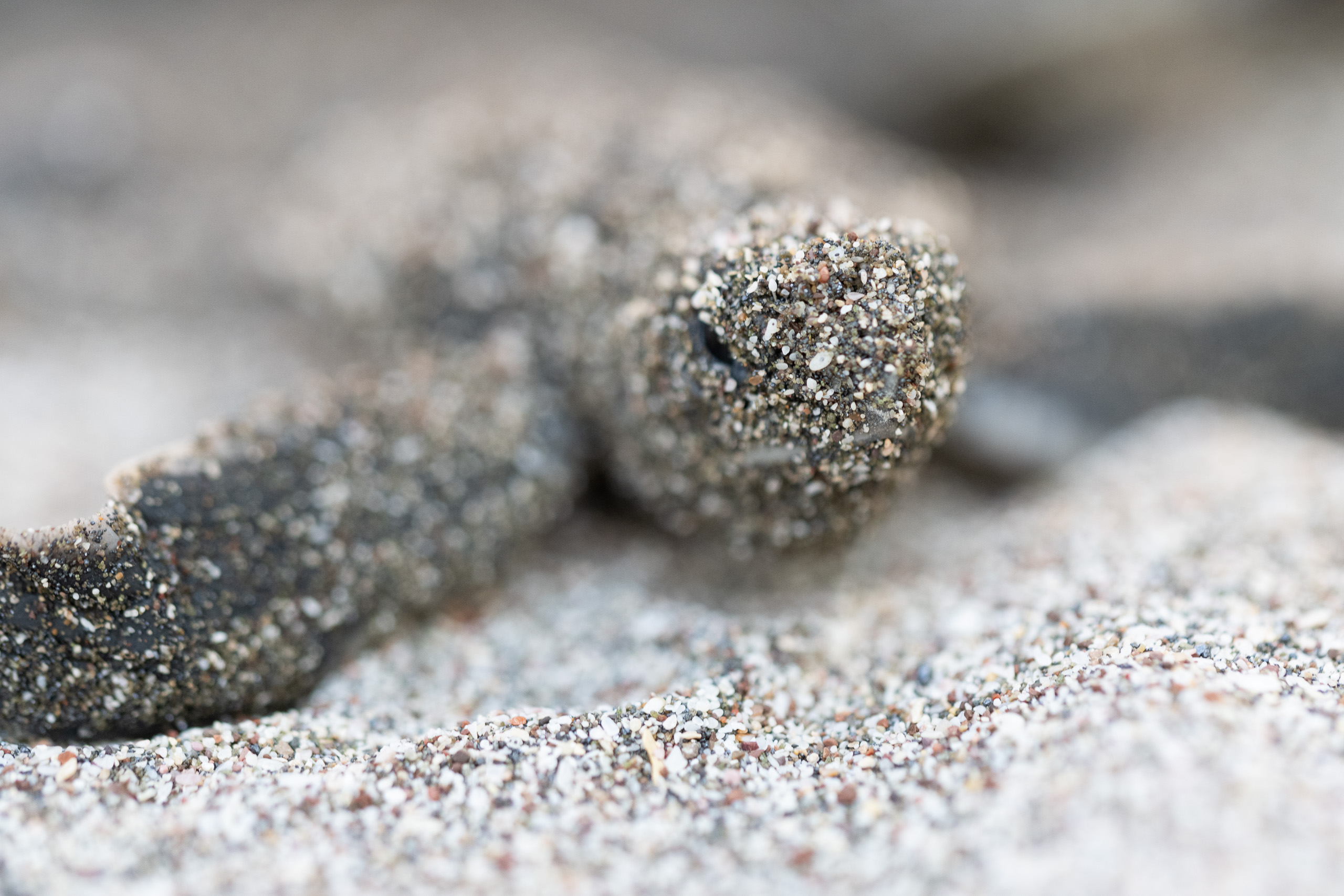 A green sea turtle waiting for nightfall on the beach