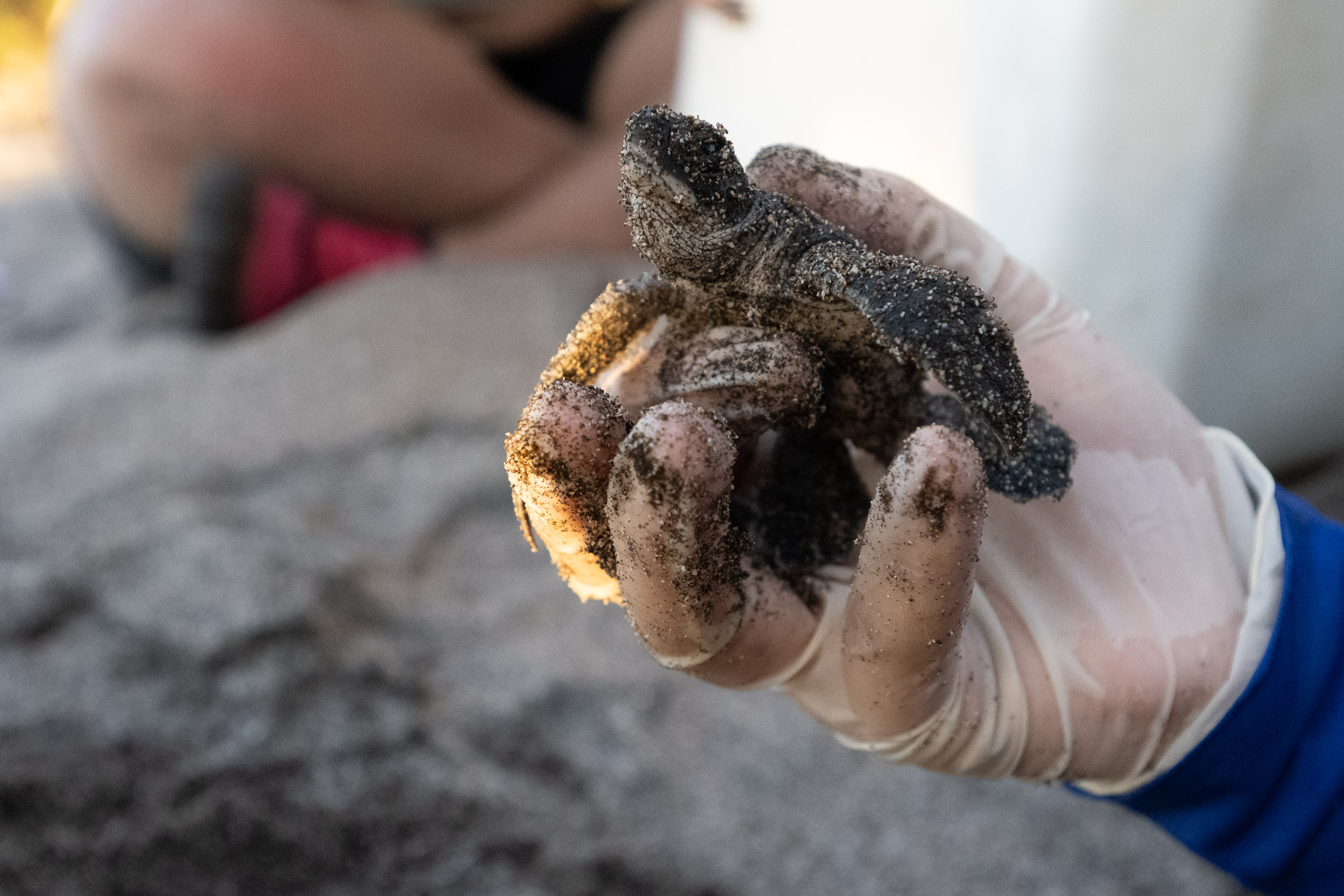 A green sea turtle preparing to nest
