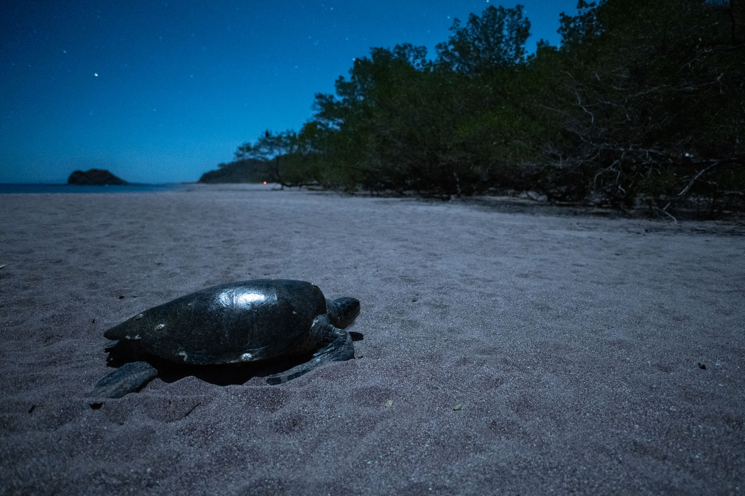 A green sea turtle looks out over distant tourist lights