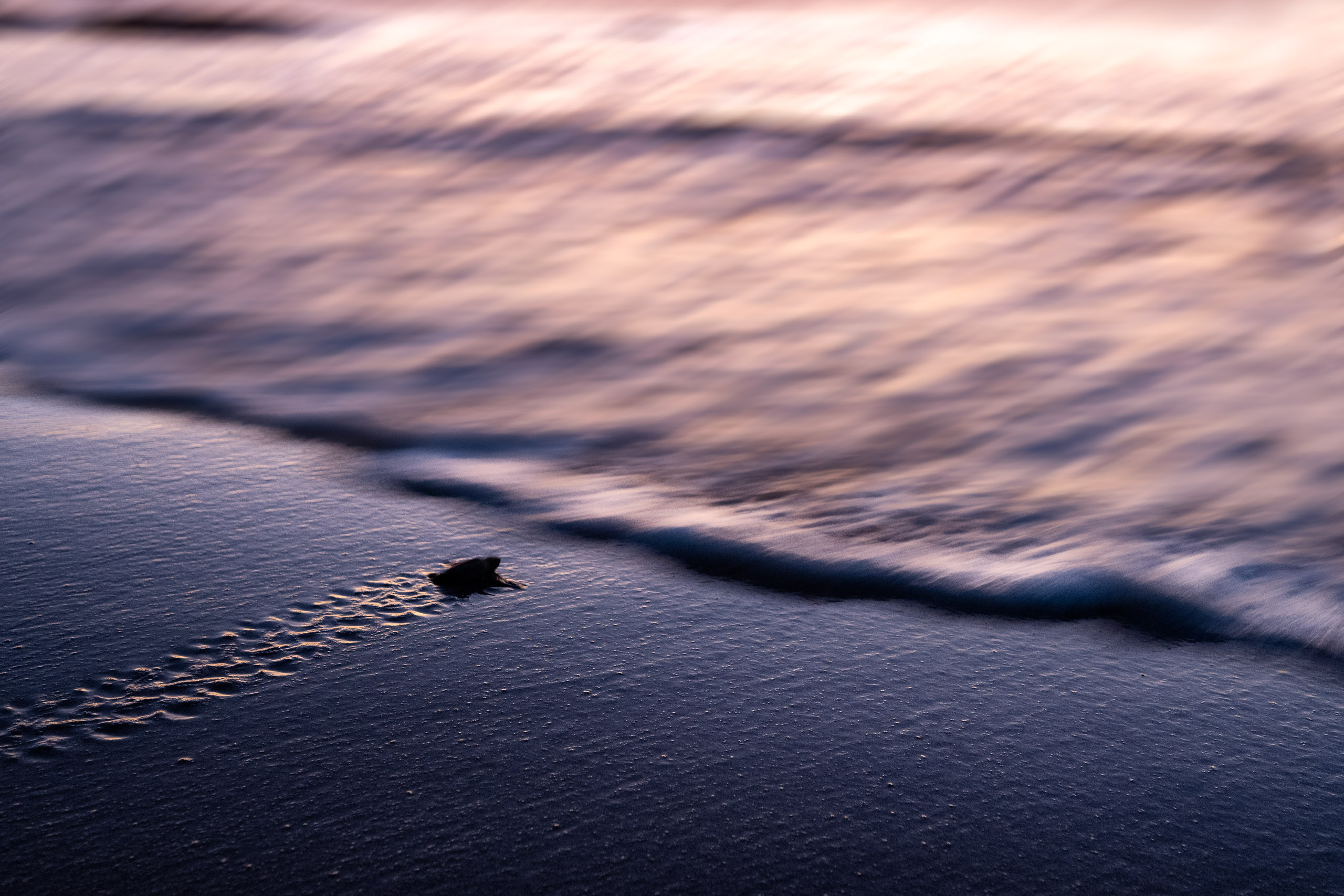 Tiny sea turtle hatchlings begin their journey to the sea