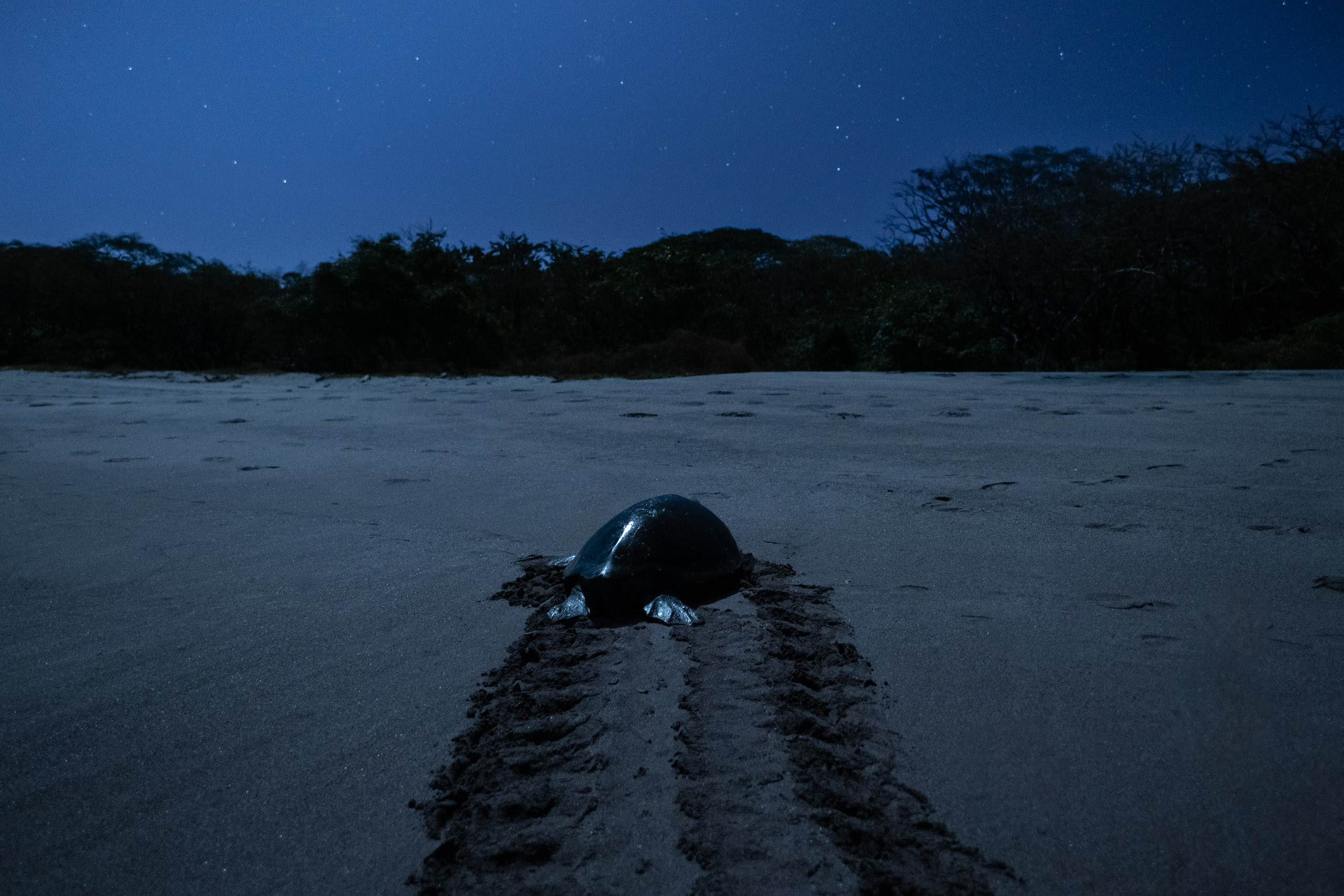 Hatchlings of Green Sea Turtle approaching the sea