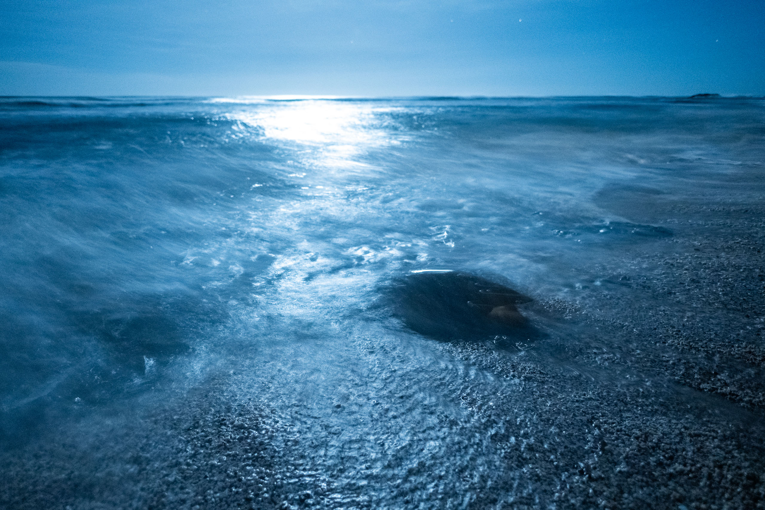 A green sea turtle returning to the ocean after nesting