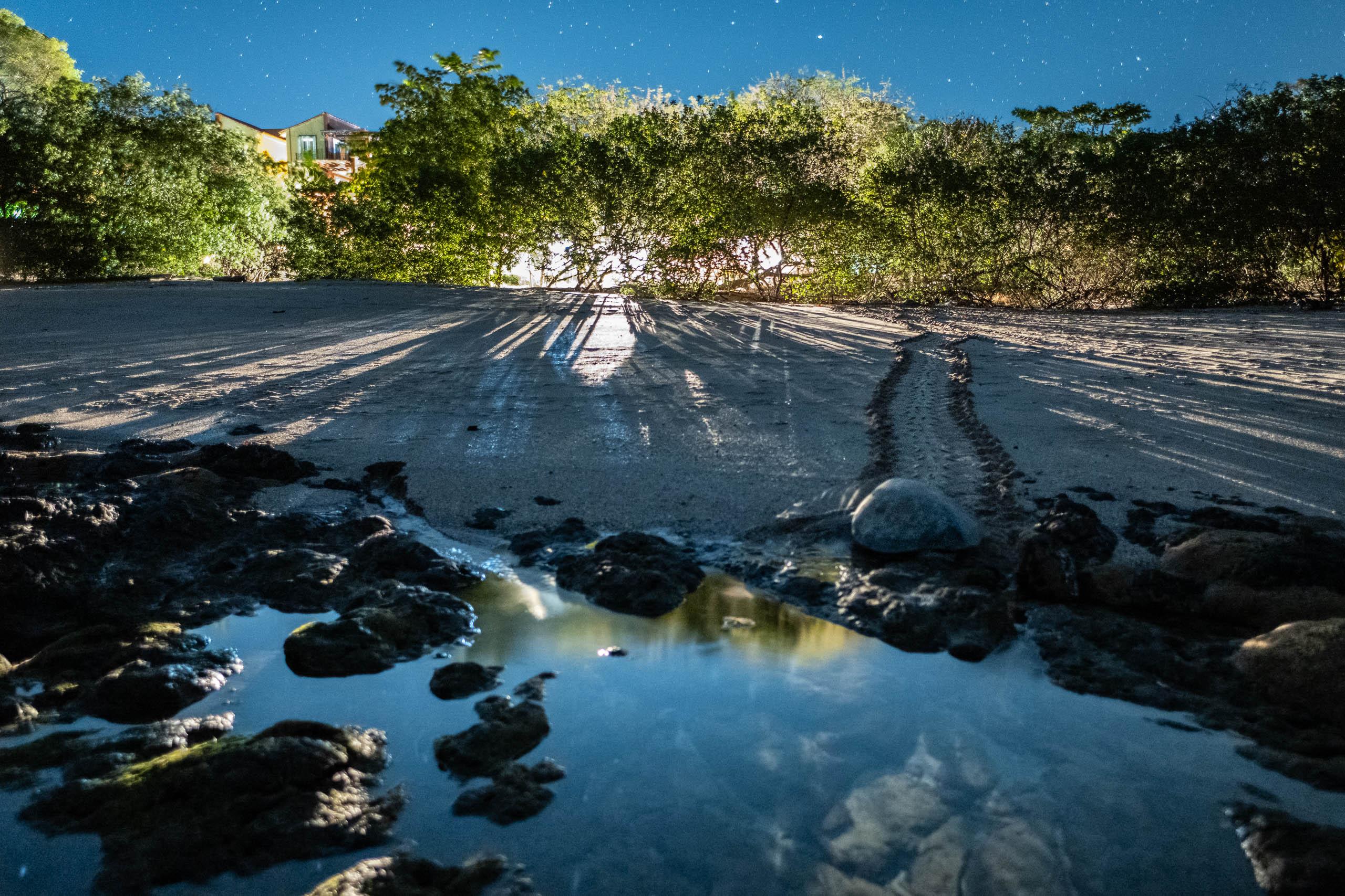 A disoriented green sea turtle turns back from a lit beach