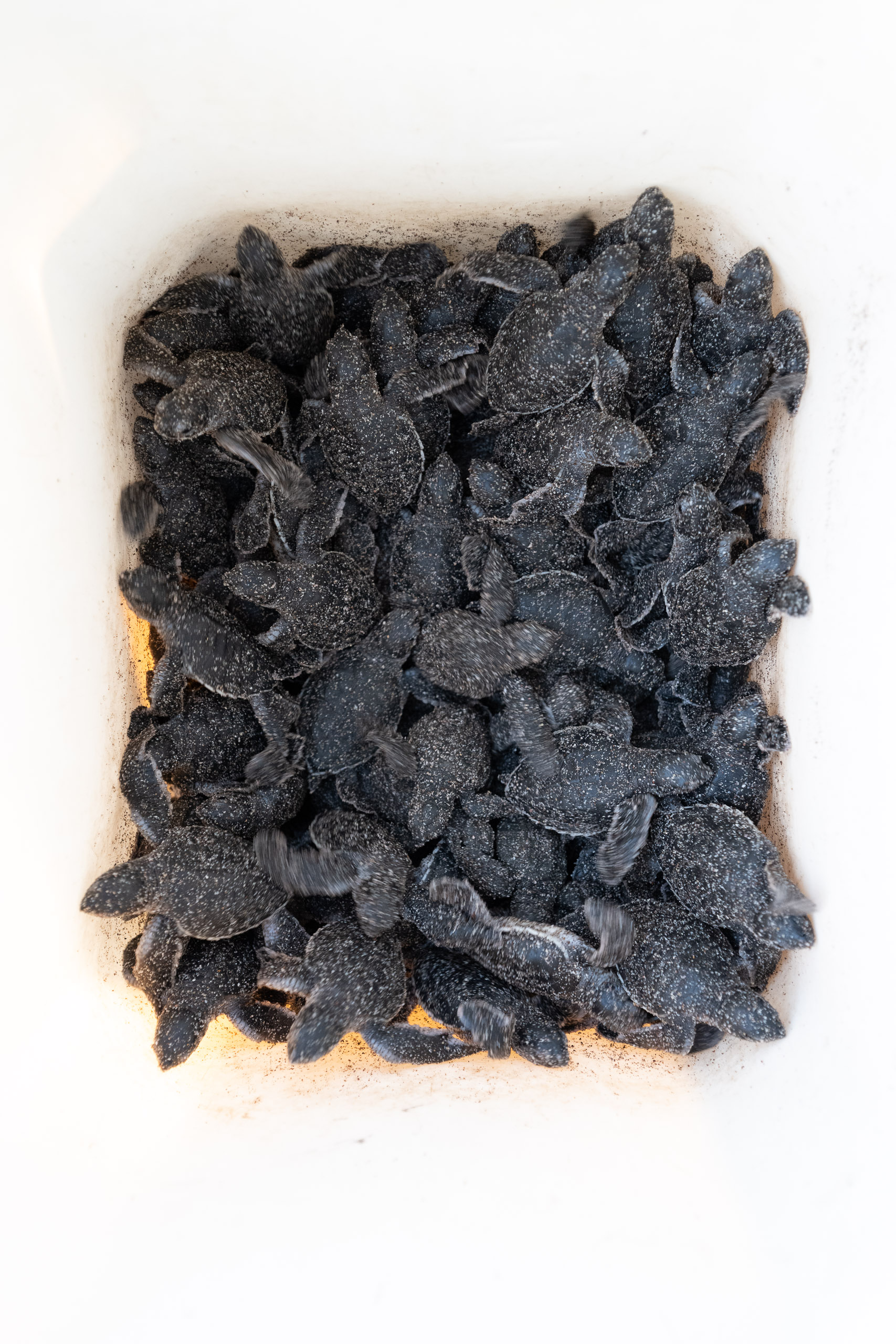 Kuemar volunteers excavating nests